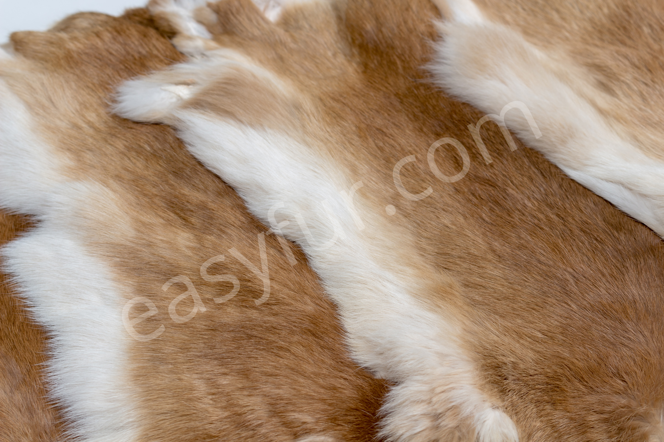 7-1980-Rabbits-Ginger-Kaninchen-Felle