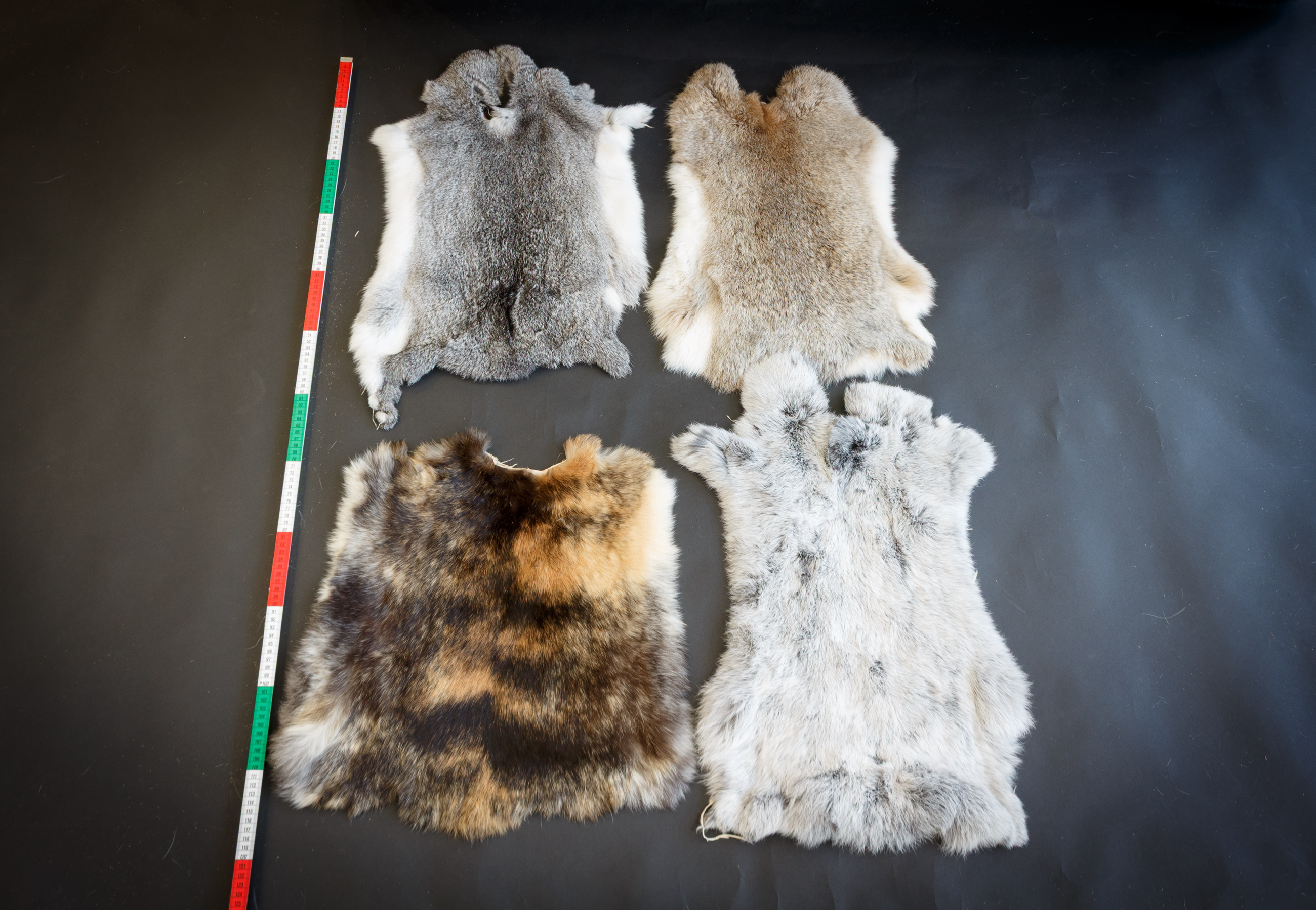 Tanned rabbit skins in natural colours