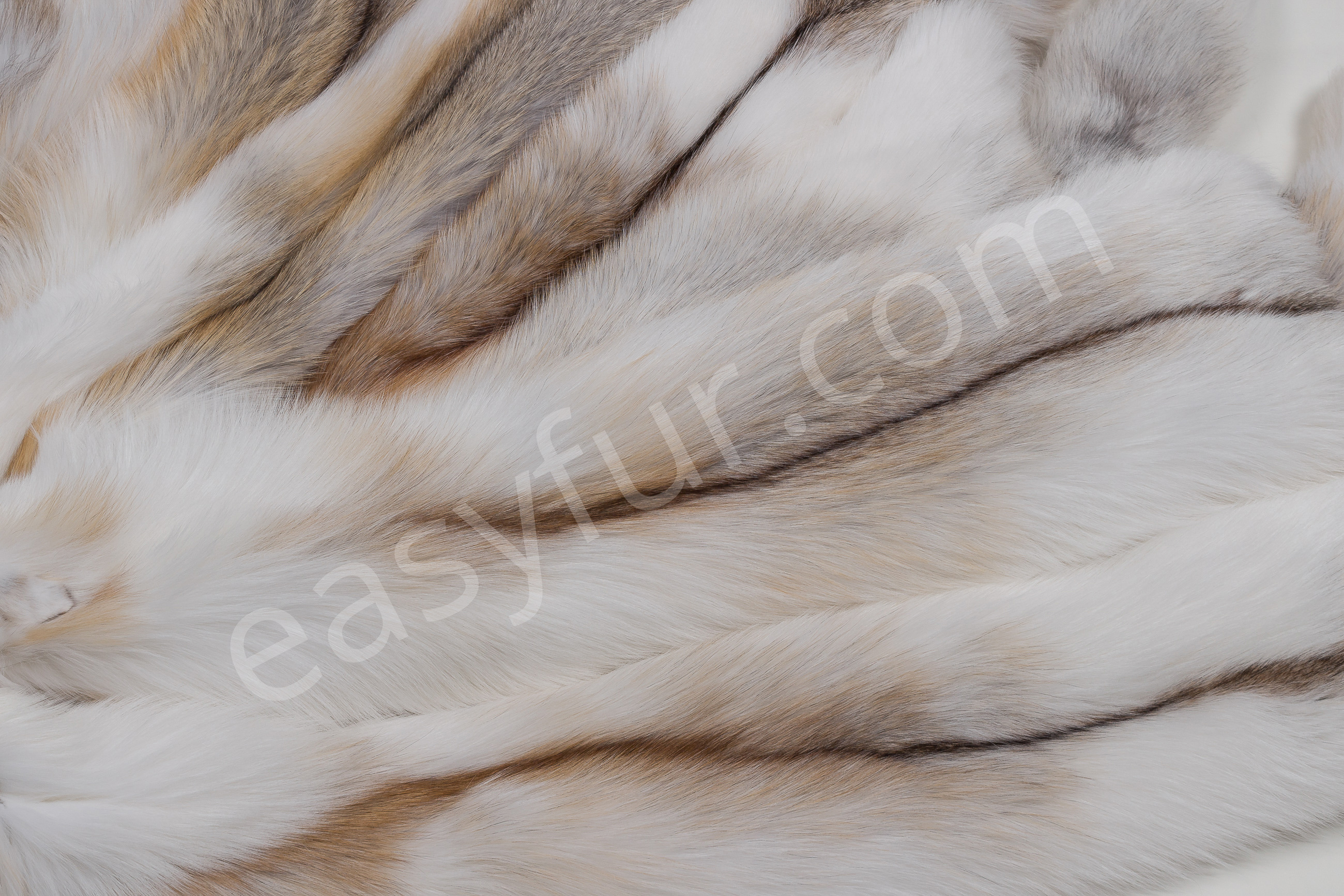 5-1467-Sun-Glo-F-chse-Foxes-mixed