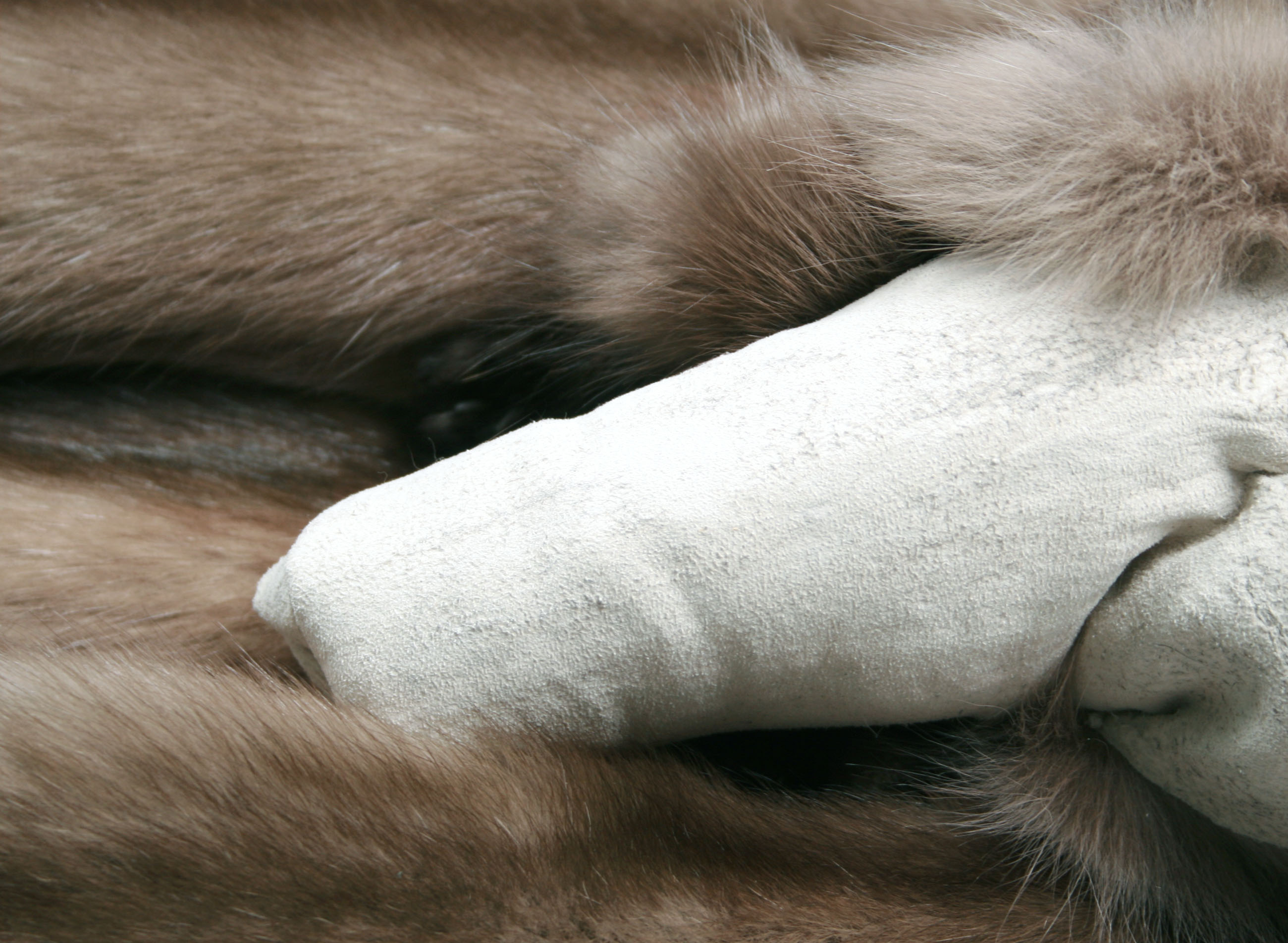 08-russian-sable-skins-4