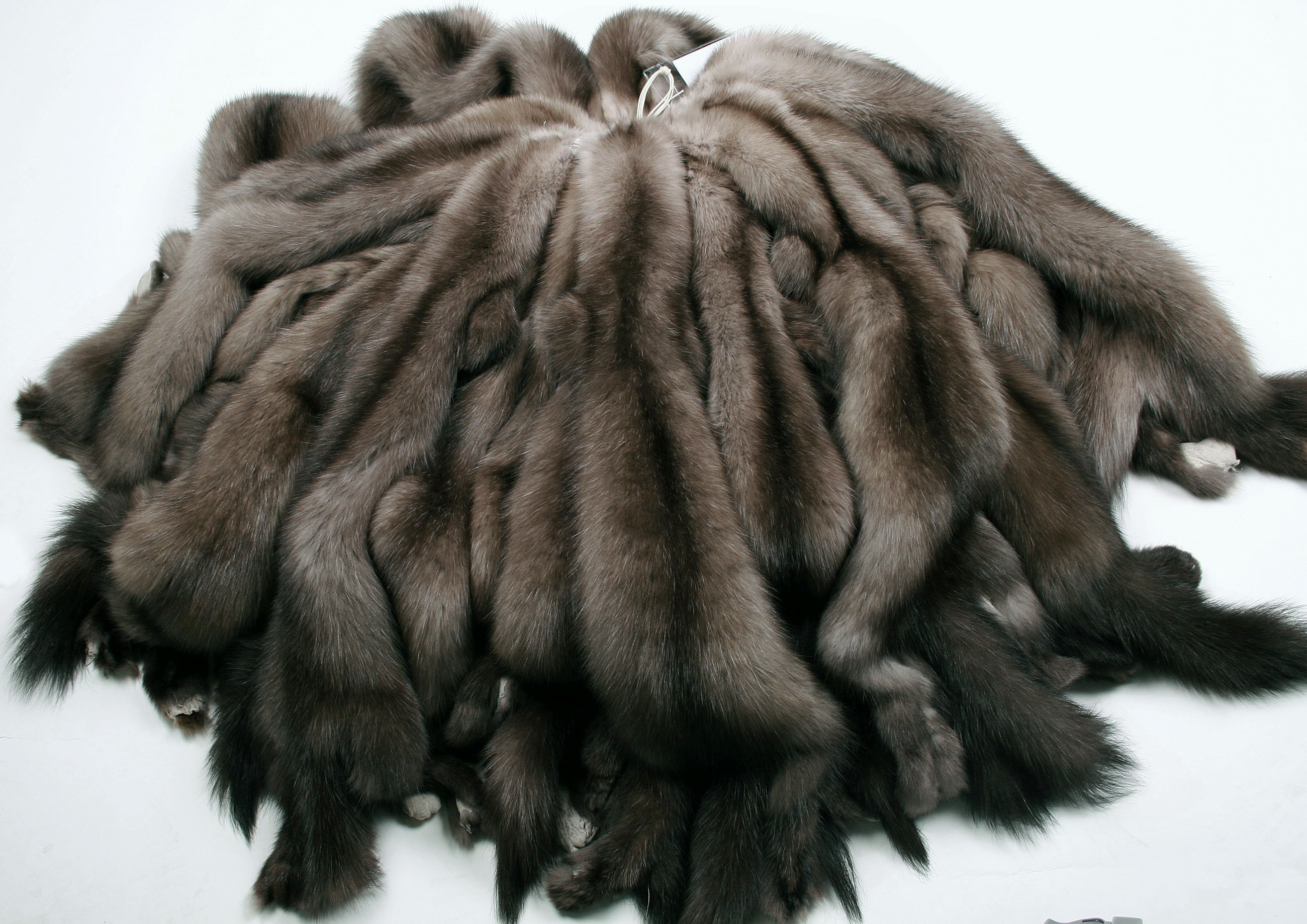 Russian-bargusin-sable-skins-2