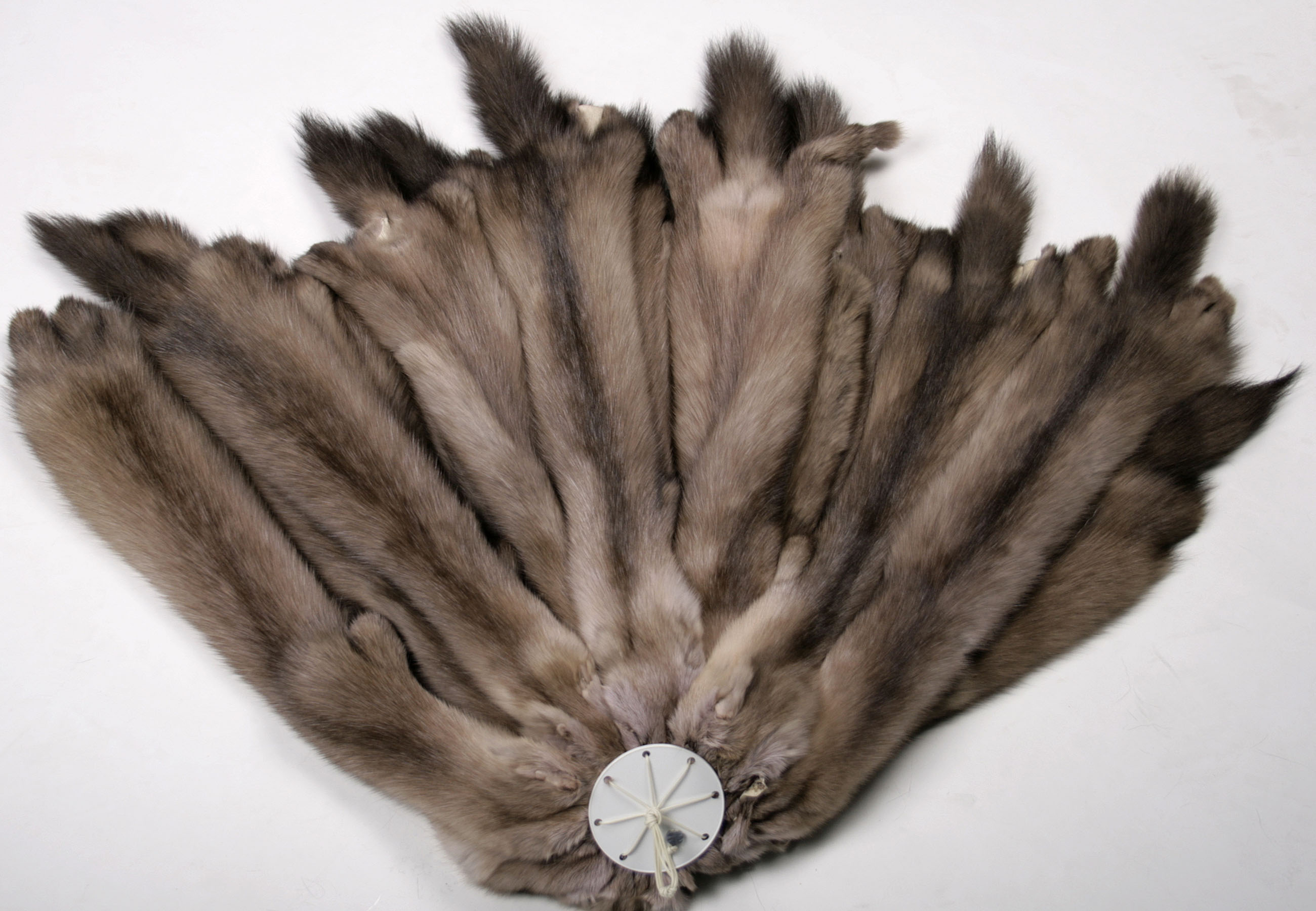 russian-sable-skins-tortora-3