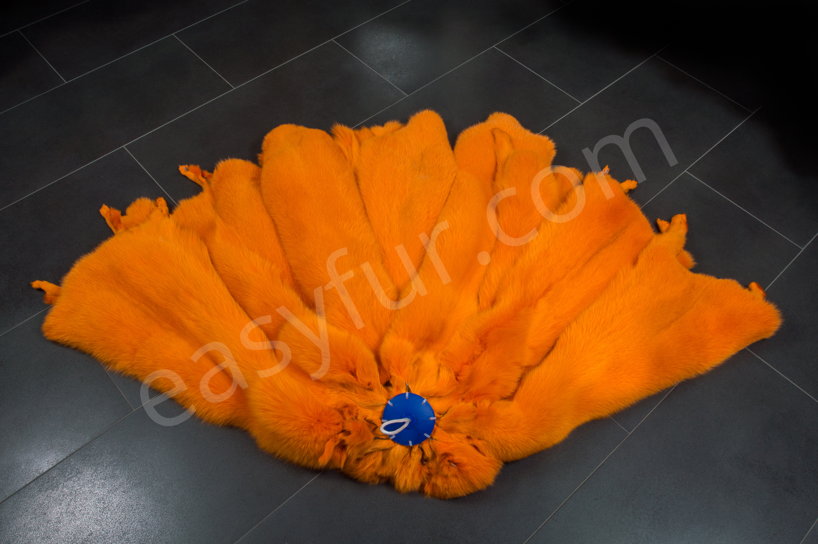 1-1825-Blaufuechse-Apricot-Blue-Foxes-Apricot