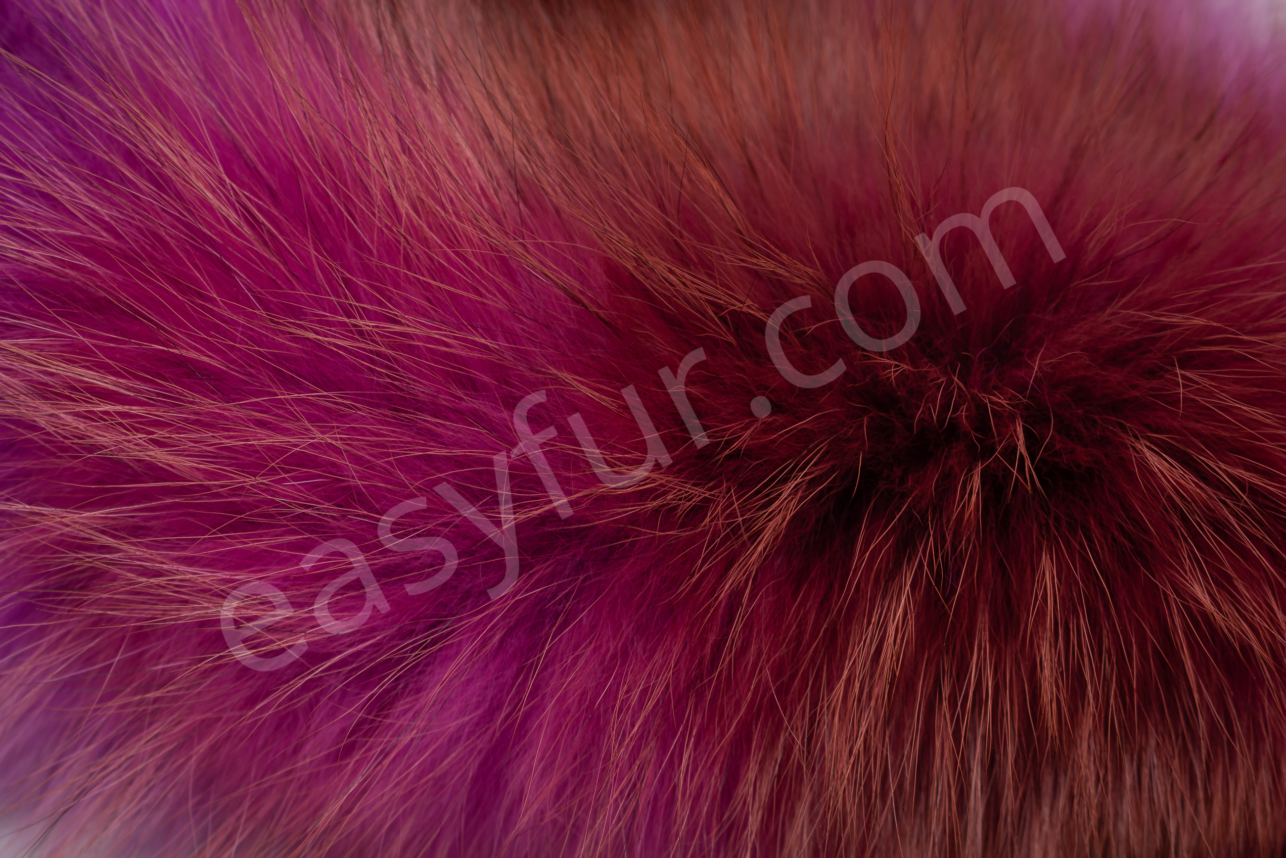2-6038-Europaeische-Rotfuechse-pink-European-Red-Foxes