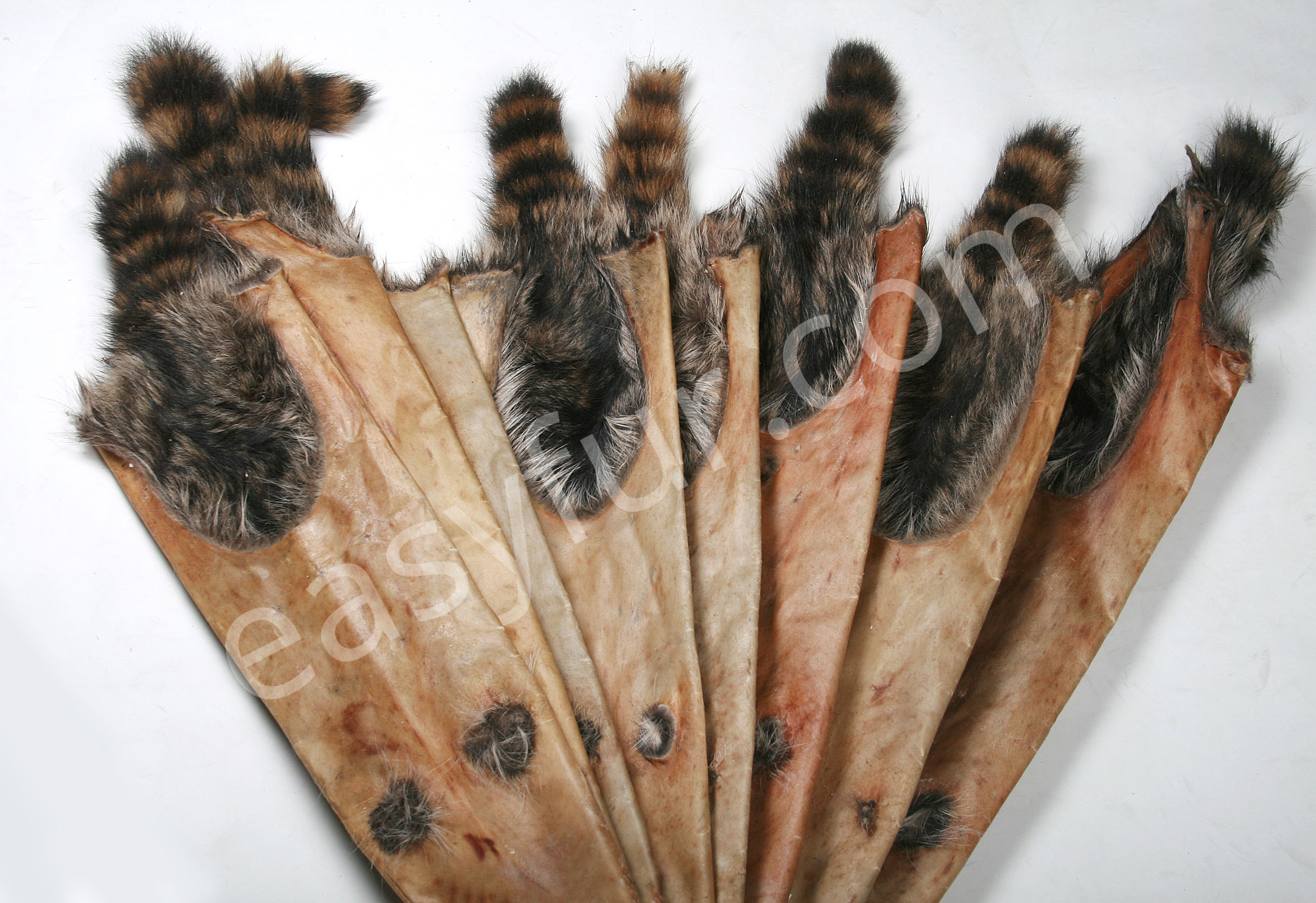 Raw Skins from Canadian Raccoons (Fur Harvesters)