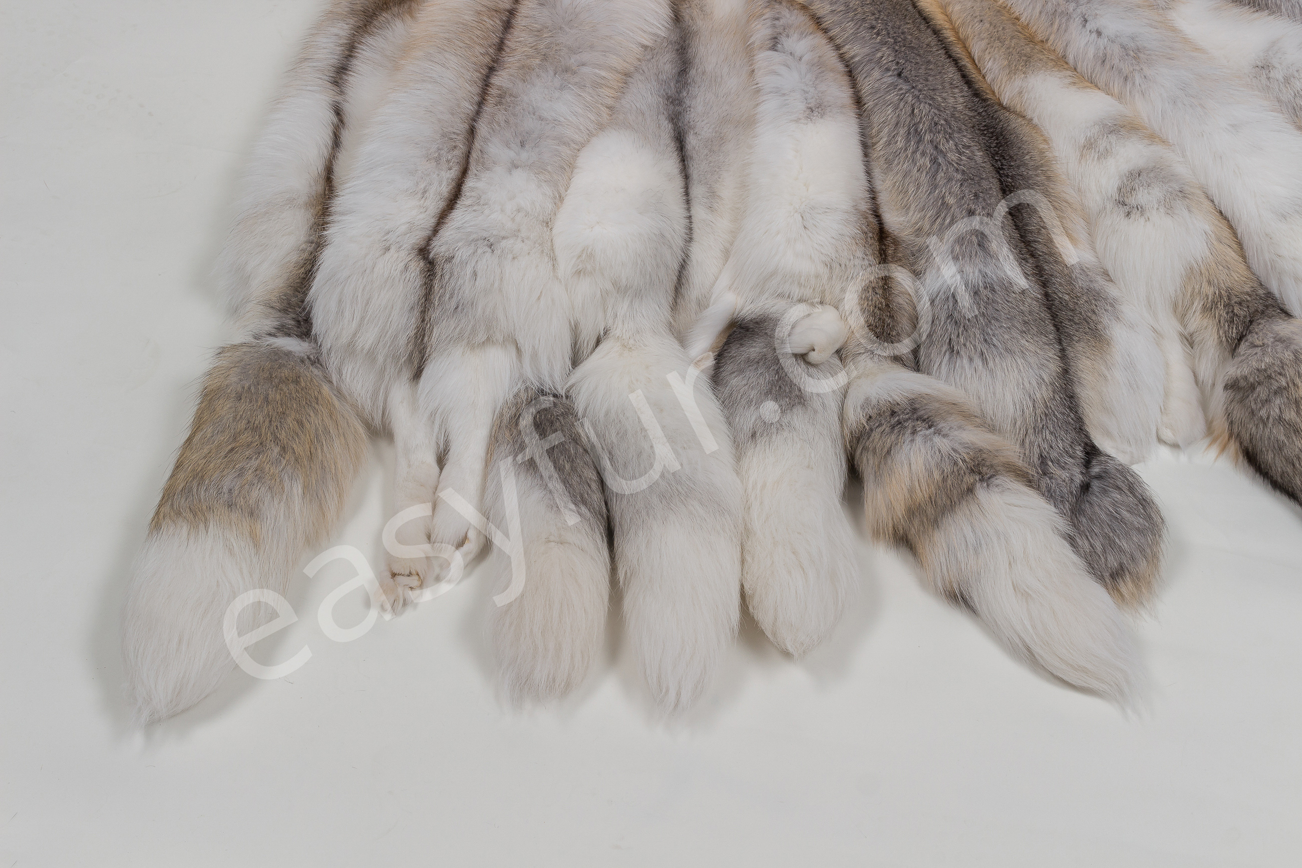 9-1467-Sun-Glo-F-chse-Foxes-mixed