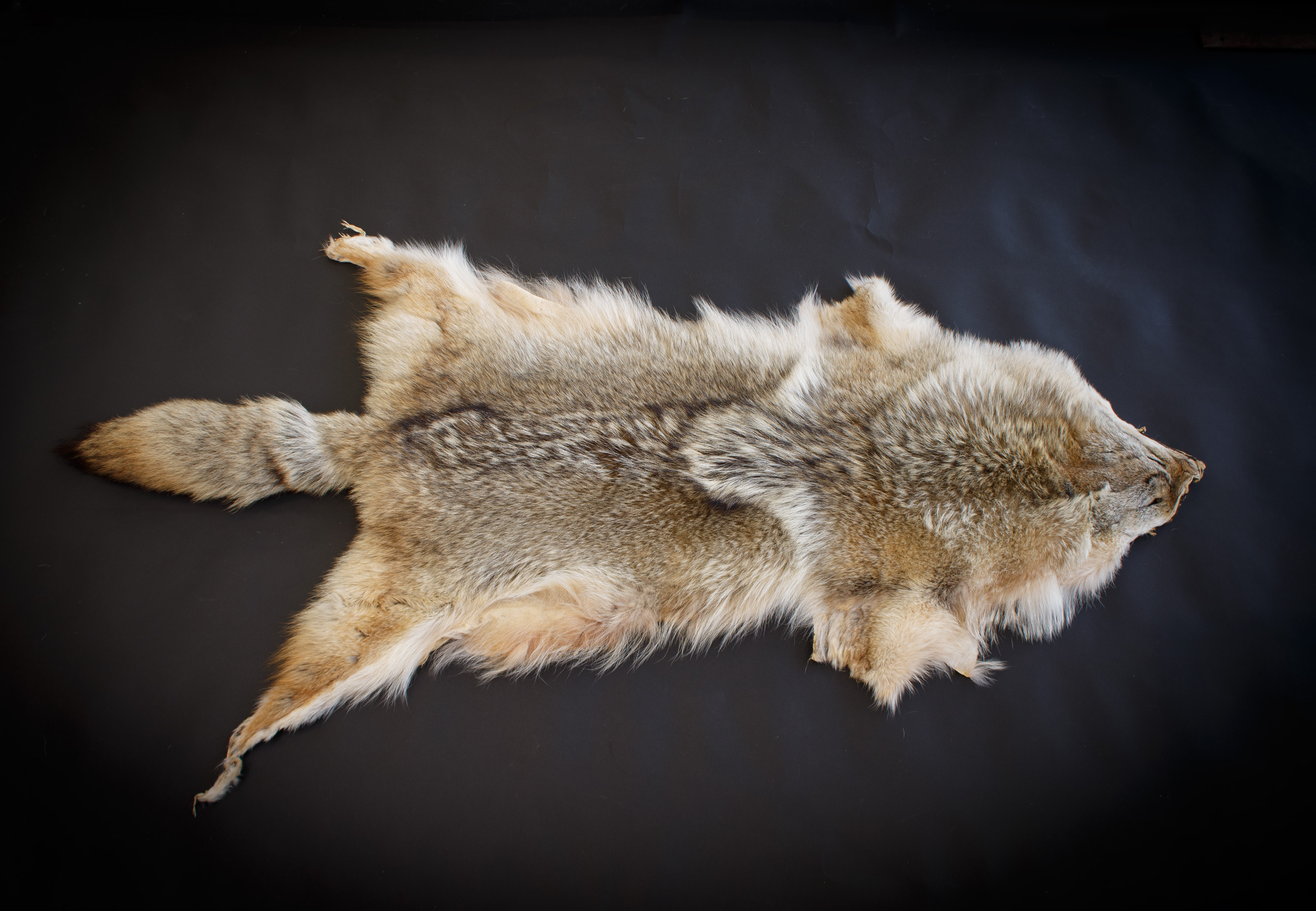 Canadian Coyote Pelt - Grade B Canadian Coyote Pelt - Grade B