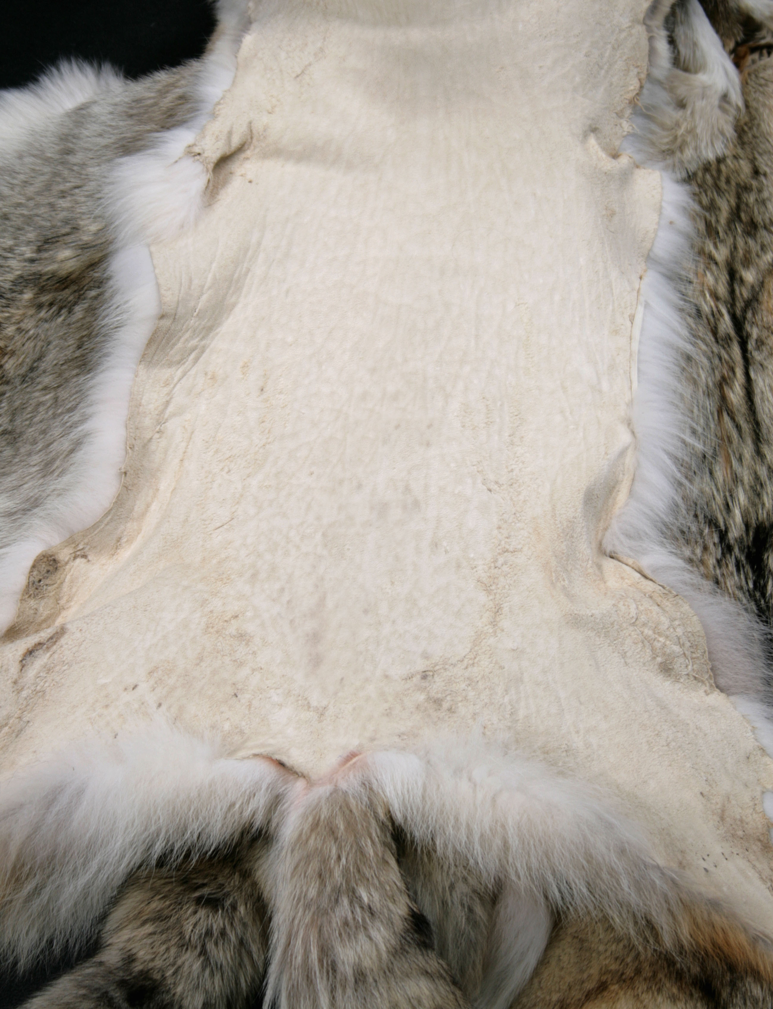 5-canadian-coyotes-skins-from-north-american-fur-auction