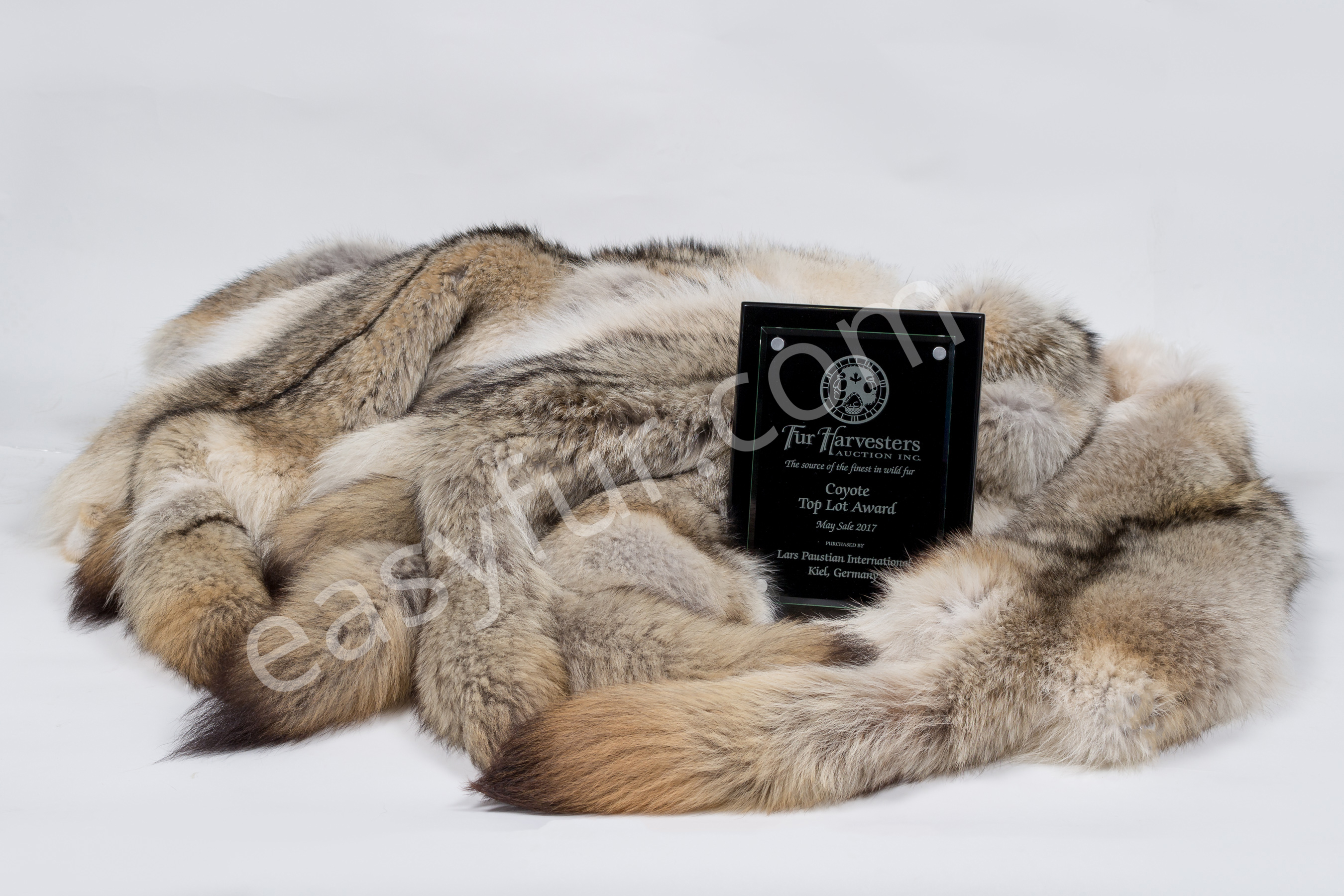 2-2105-Canadian-Coyote-Top-Lot-Fur-Harvester Canadian Coyote Top Lot - May 2017