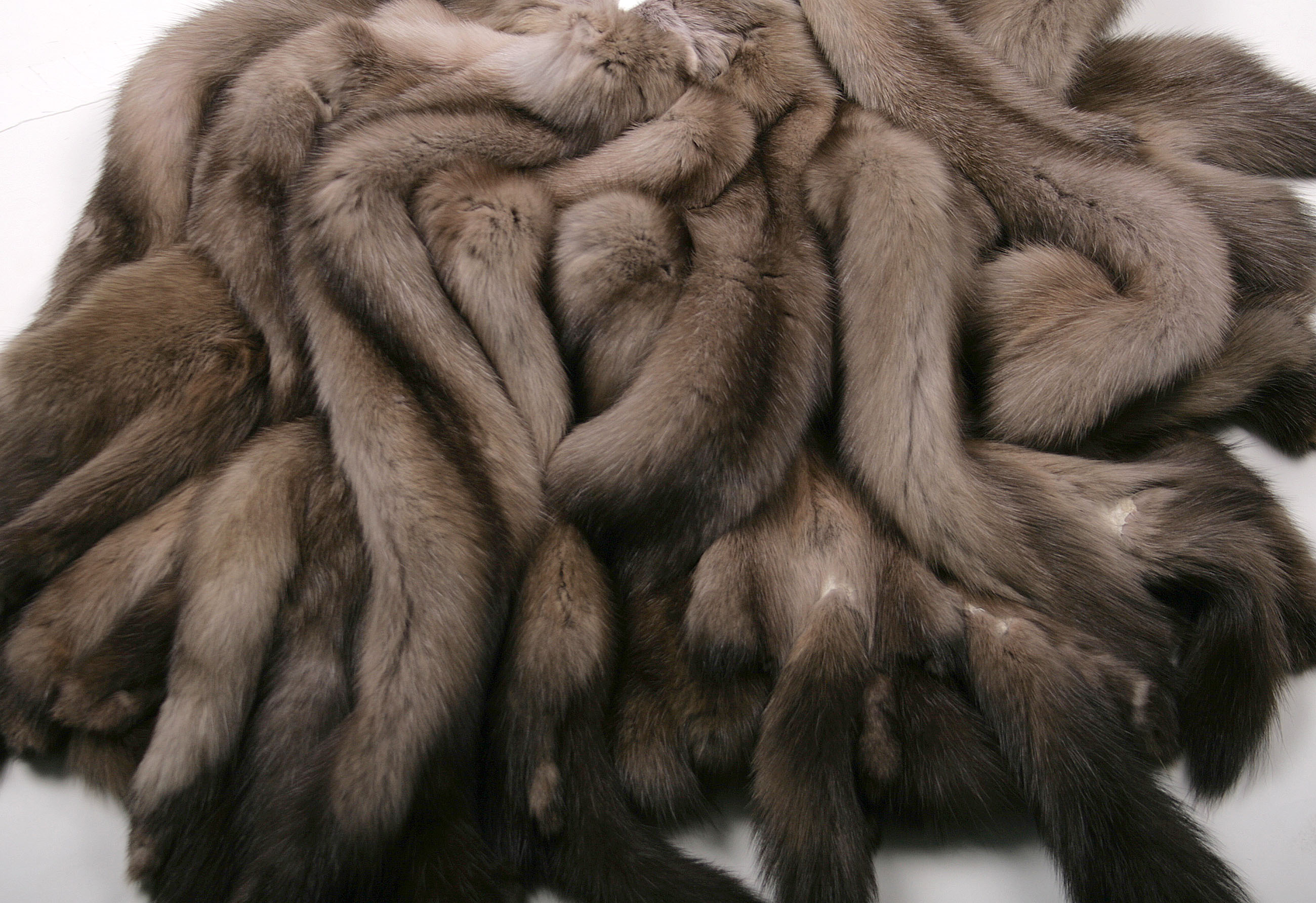 russian-sable-skins-tortora-5