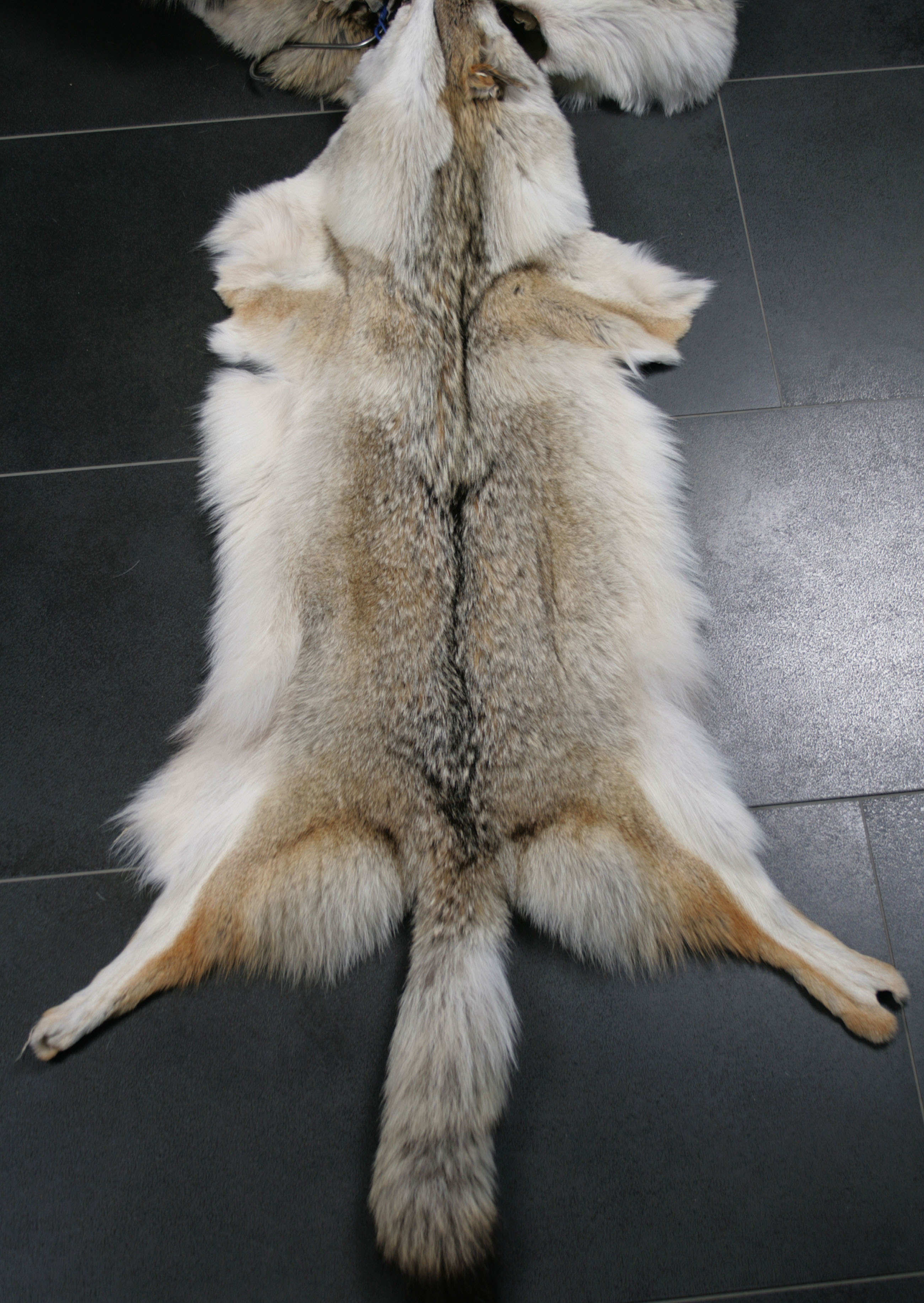2-canadian-coyotes-skins-from-north-american-fur-auction