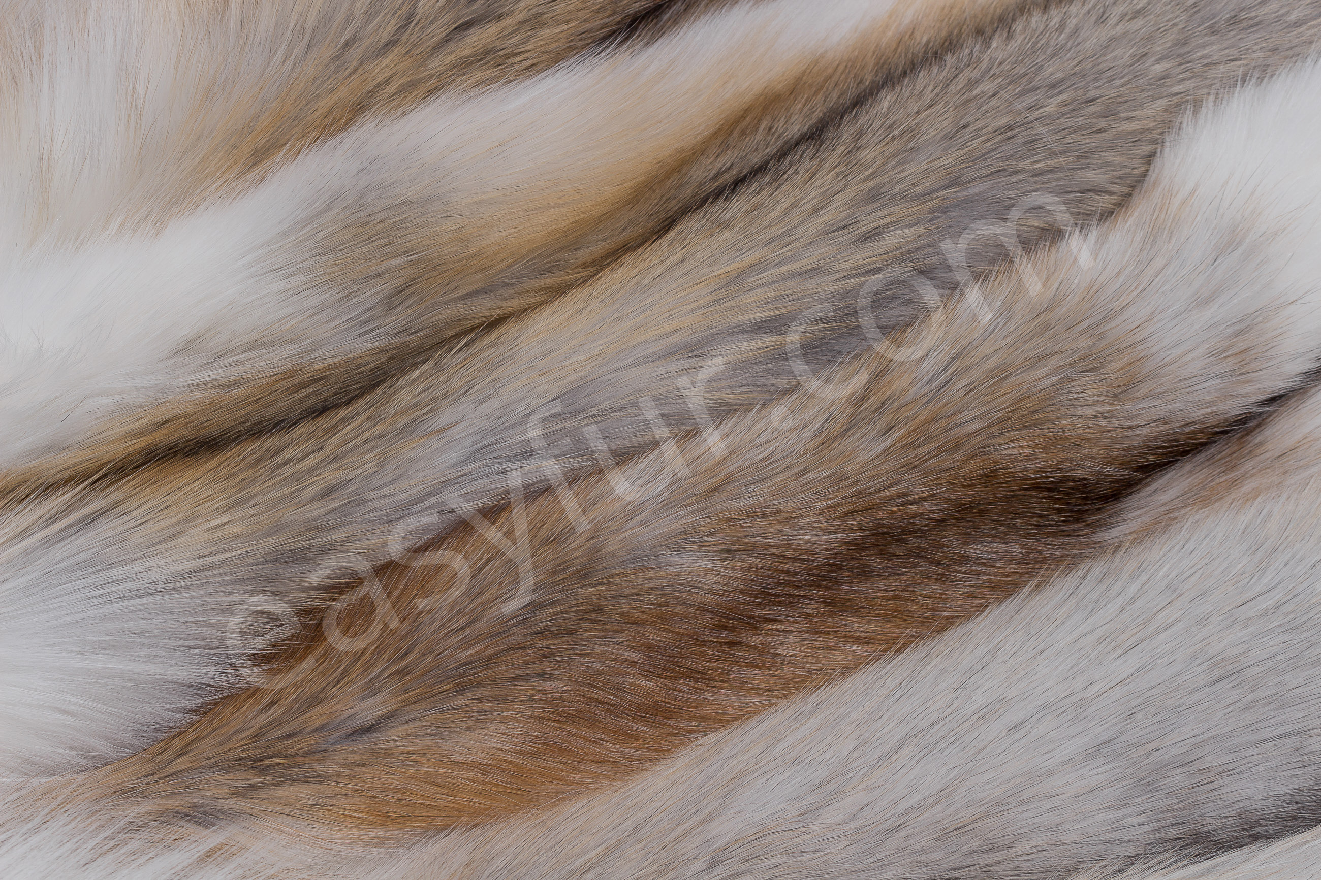 6-1467-Sun-Glo-F-chse-Foxes-mixed