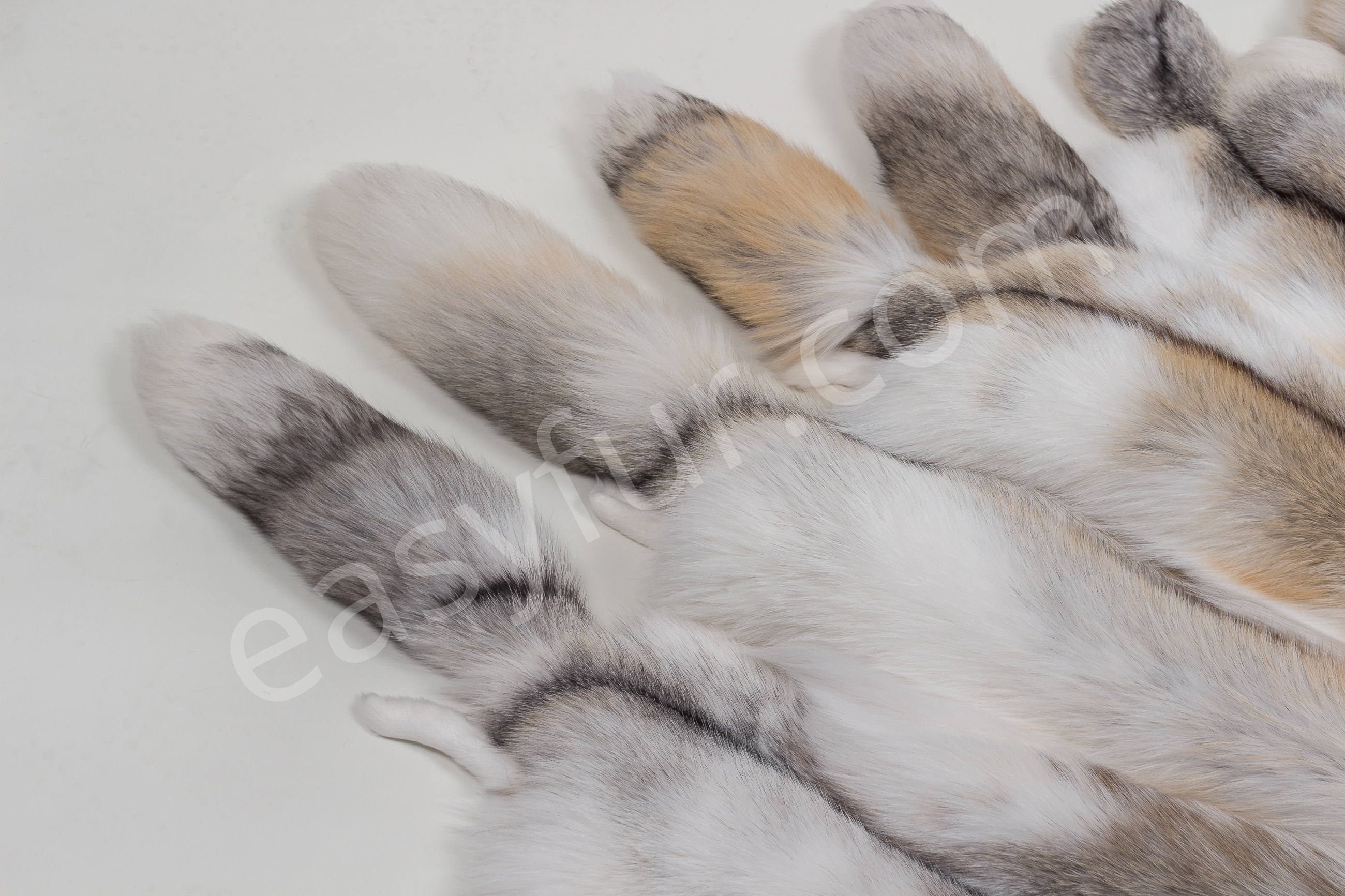 3-1467-Sun-Glo-F-chse-Foxes-mixed