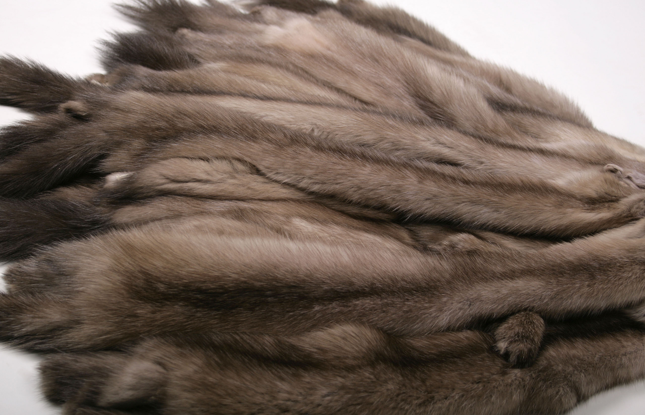 russian-sable-skins-tortora-4