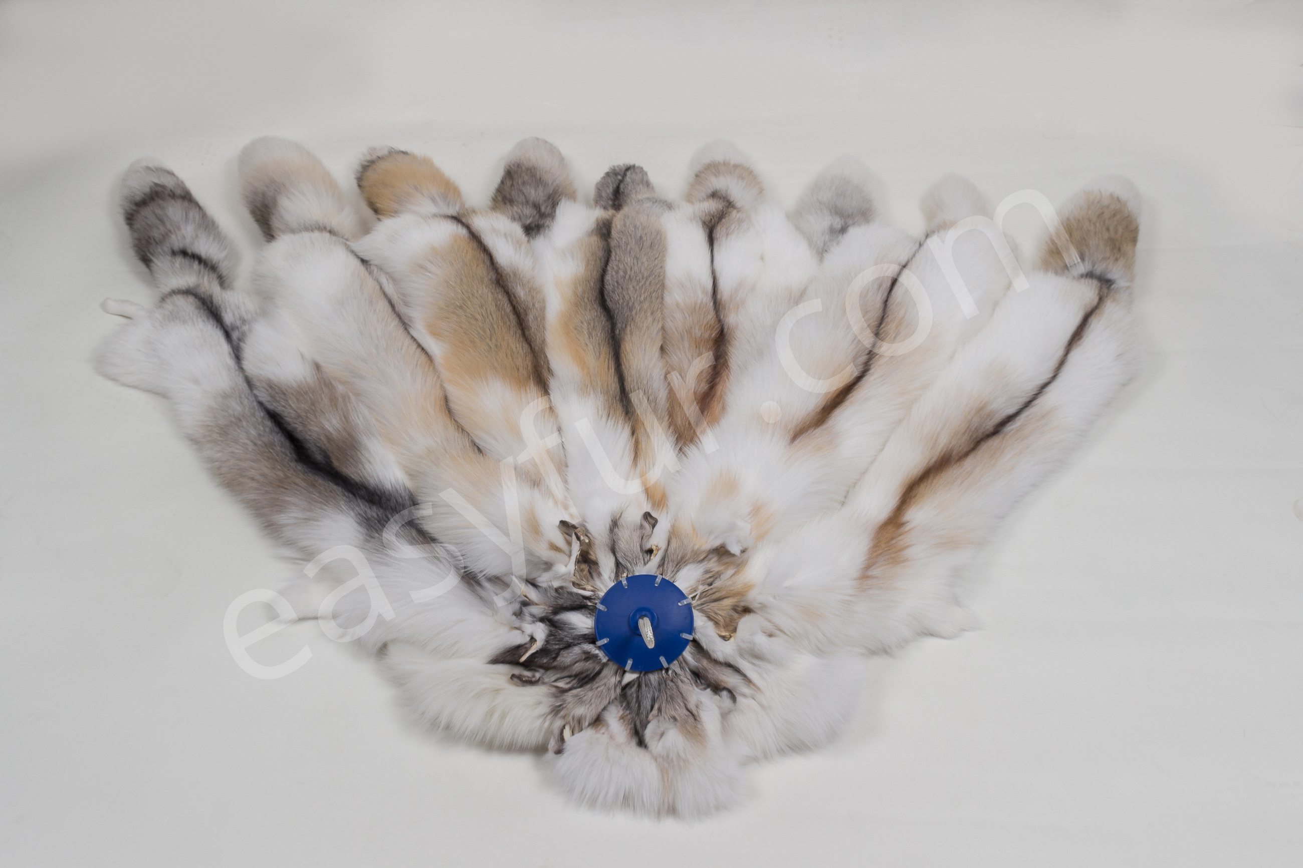 1-1467-Sun-Glo-F-chse-Foxes-mixed