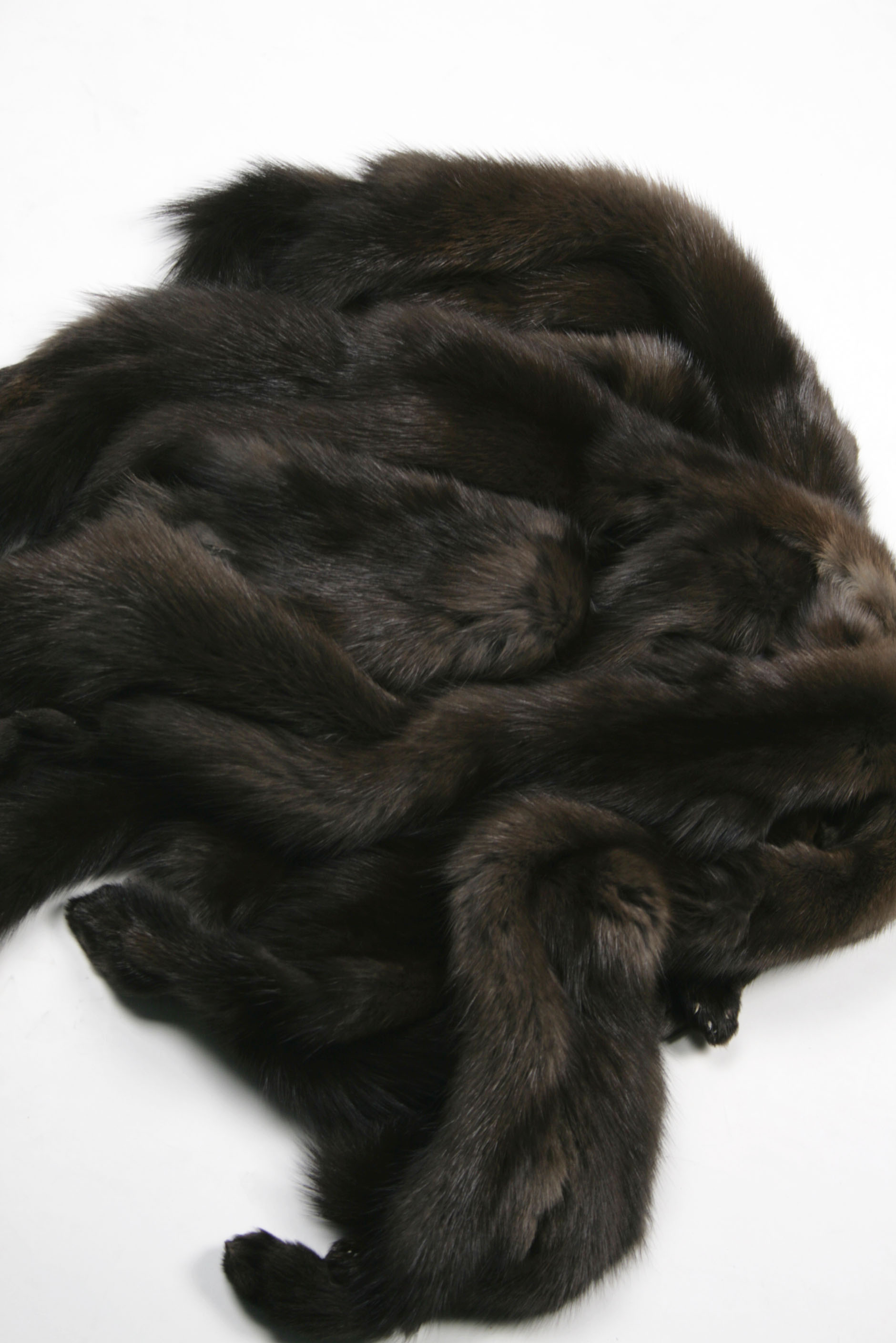 russian-sable-dark-skins-4