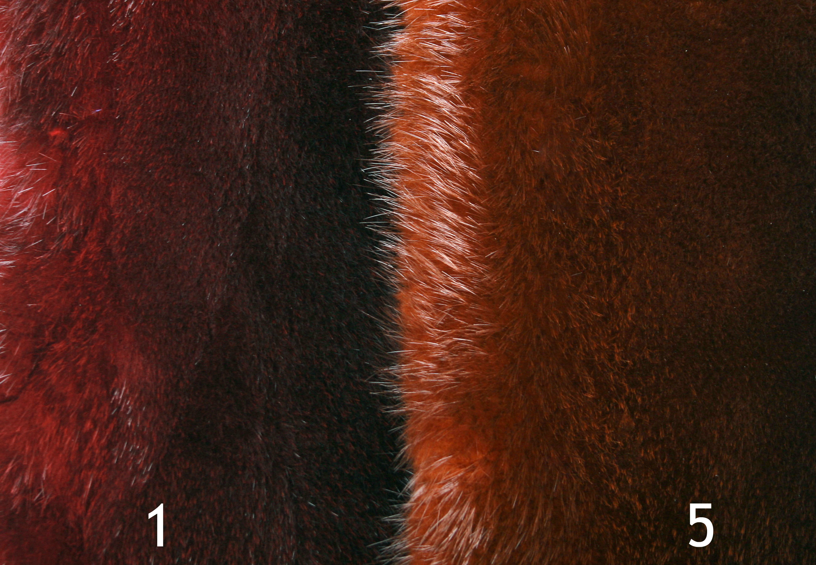 Biberfell-Faerbung-beaver-skins-coloured-4
