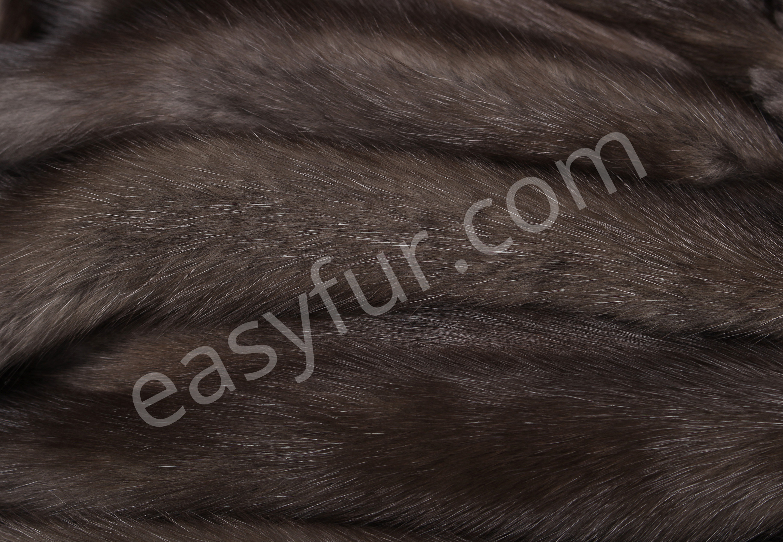 03-5495-Russische-Barguzin-Zobel