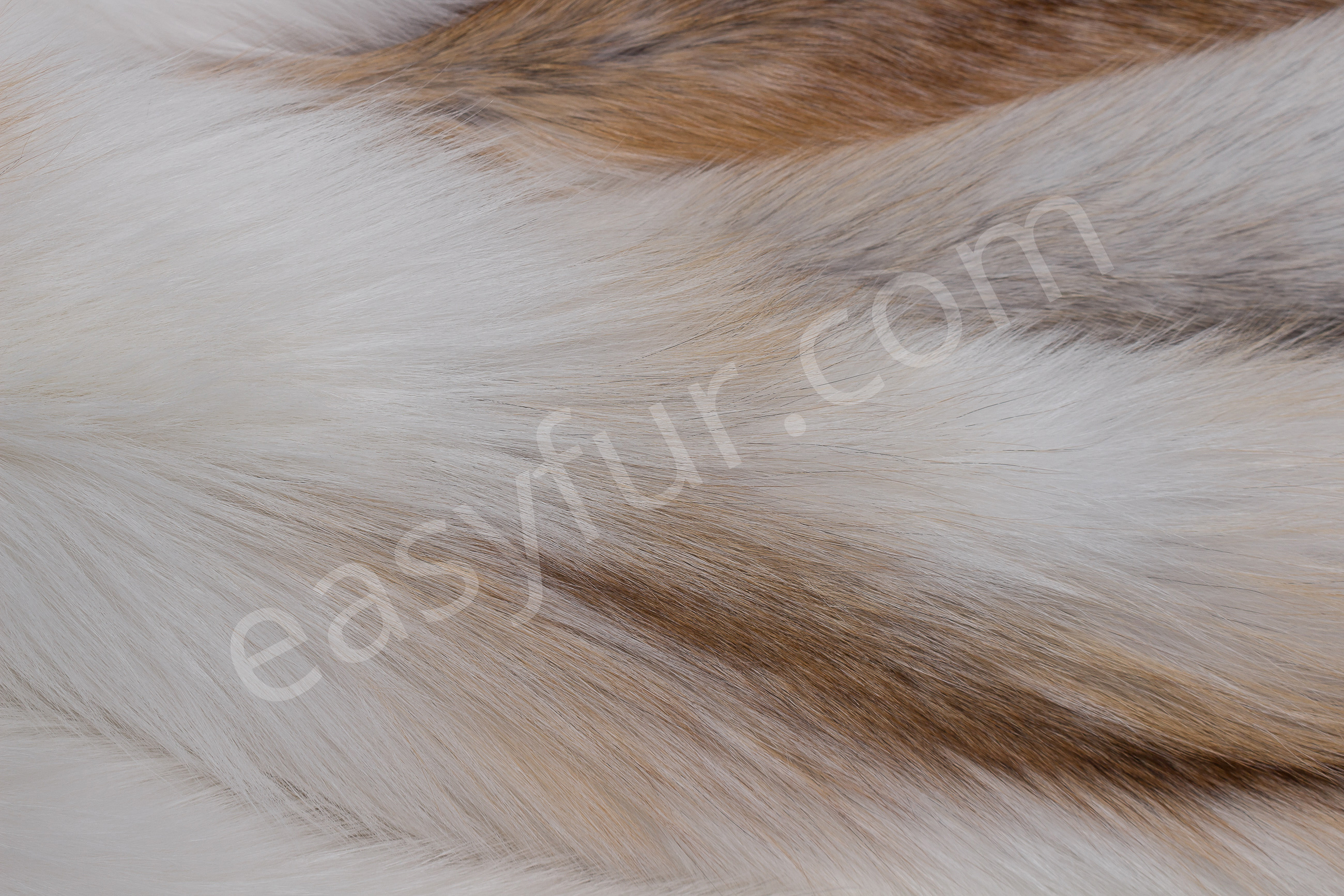 7-1467-Sun-Glo-F-chse-Foxes-mixed