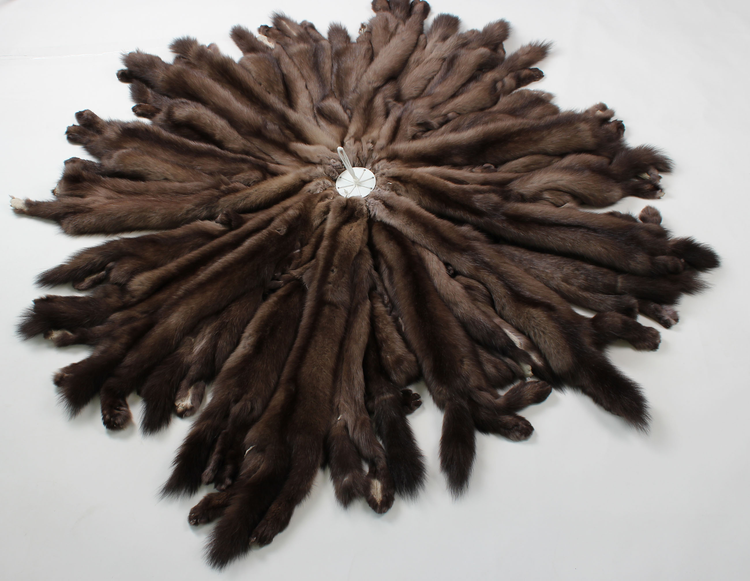 2-Sable-skin-russian-sable-Tortora