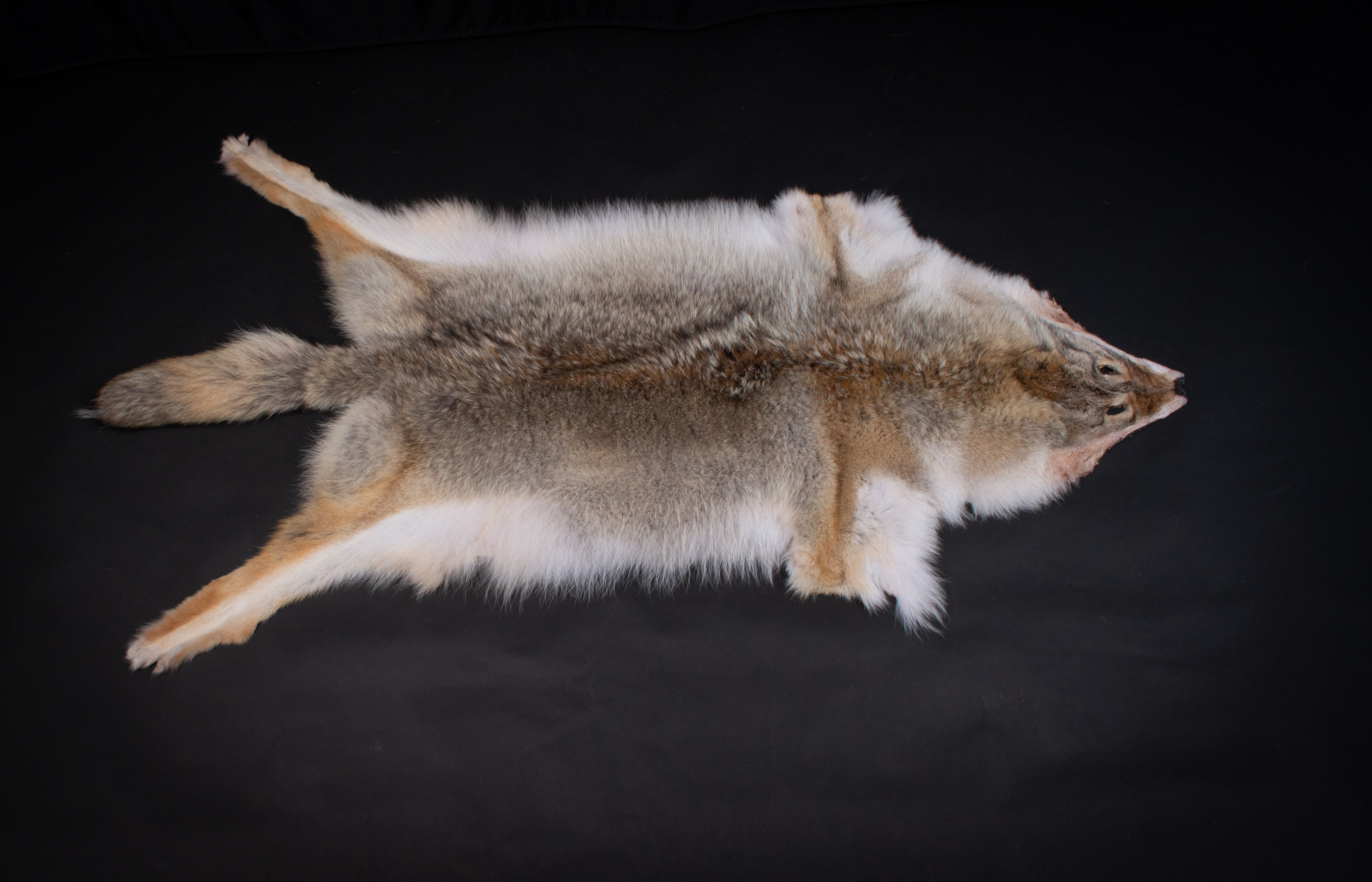 Canadian Coyote Skin - Grade A Canadian Coyote Skin - Grade A