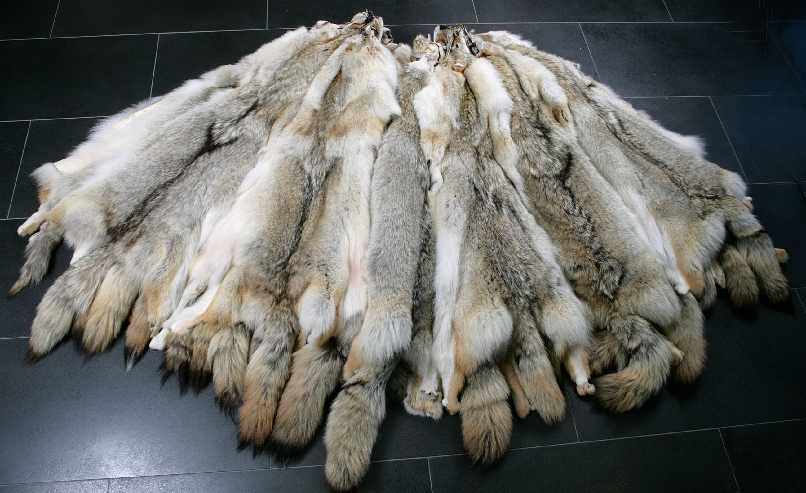 Natural canadian Coyote Skins (Fur Harvesters)