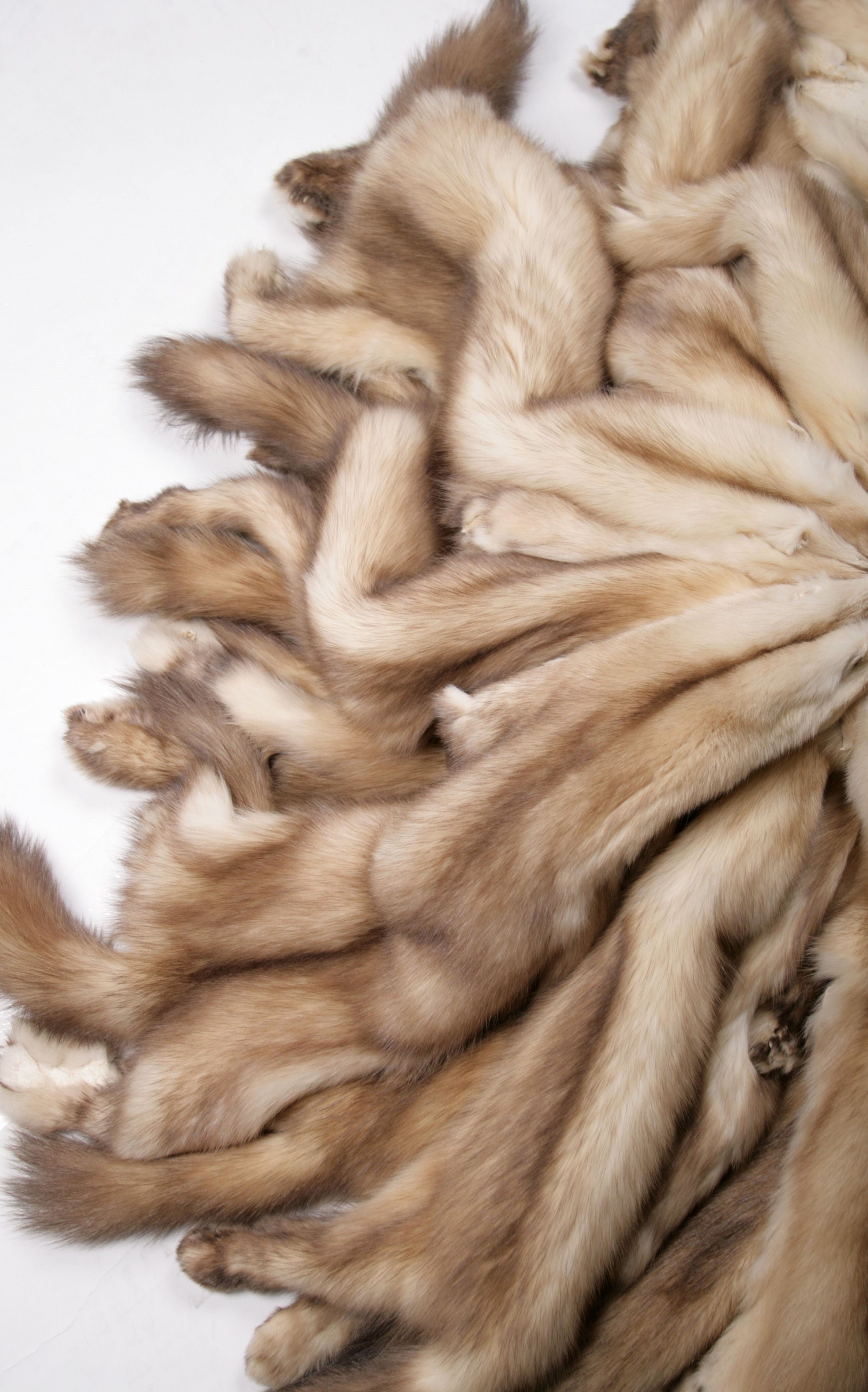 russian-gold-sable-skin-sojuzpushnina-3