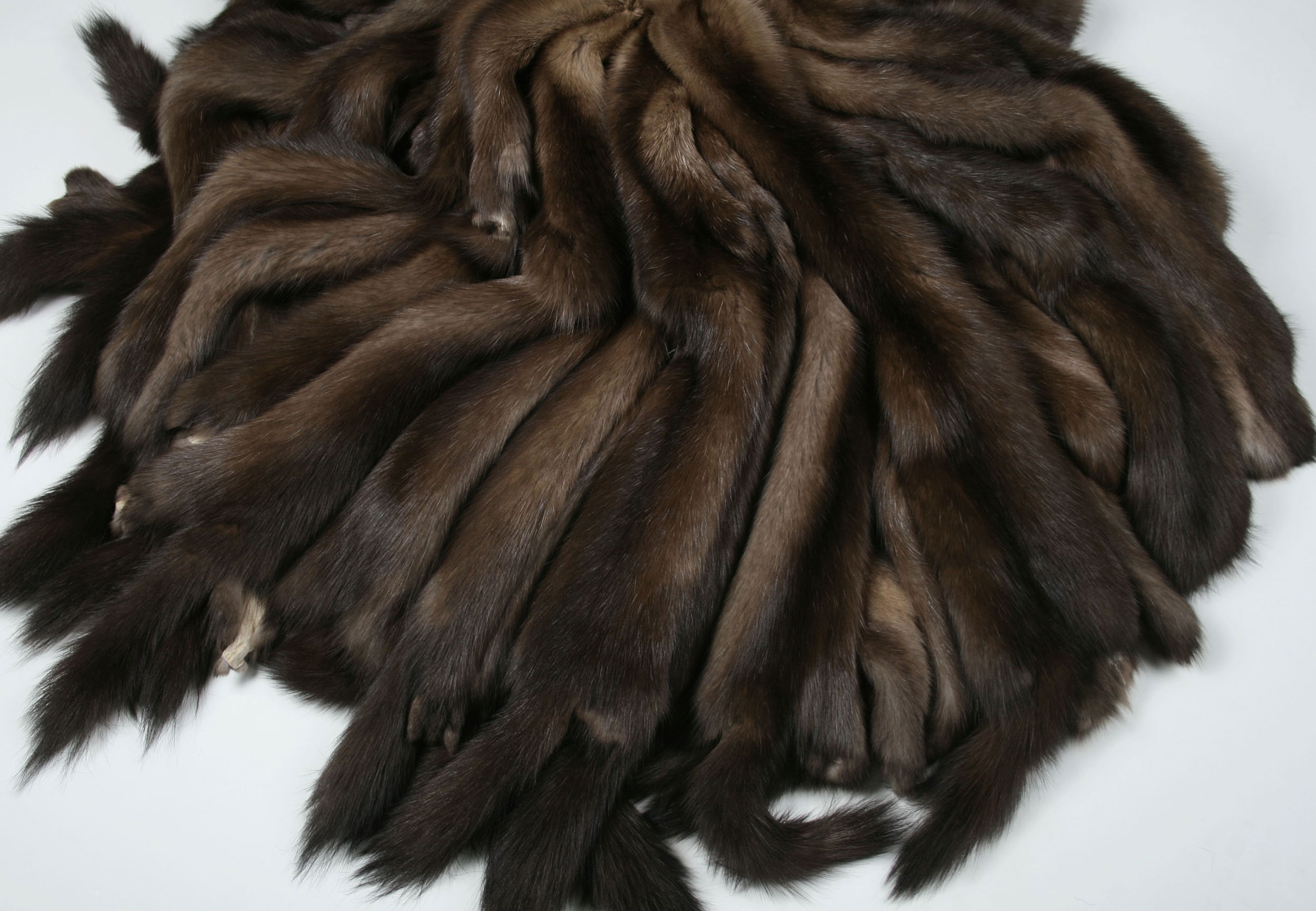 3-4969-Dark-sable-skins-Zobelfelle-Russland