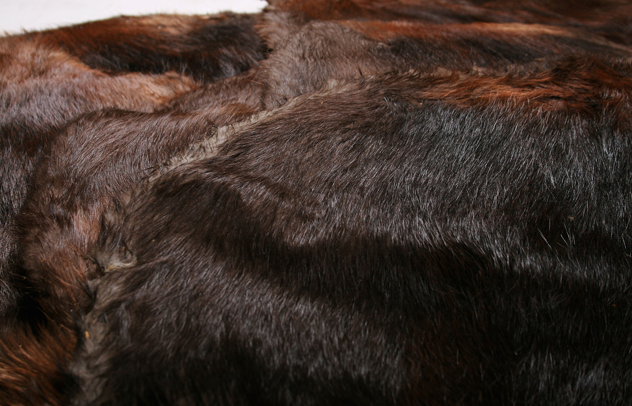 Biber-Rohfelle-raw-skins-beaver-3