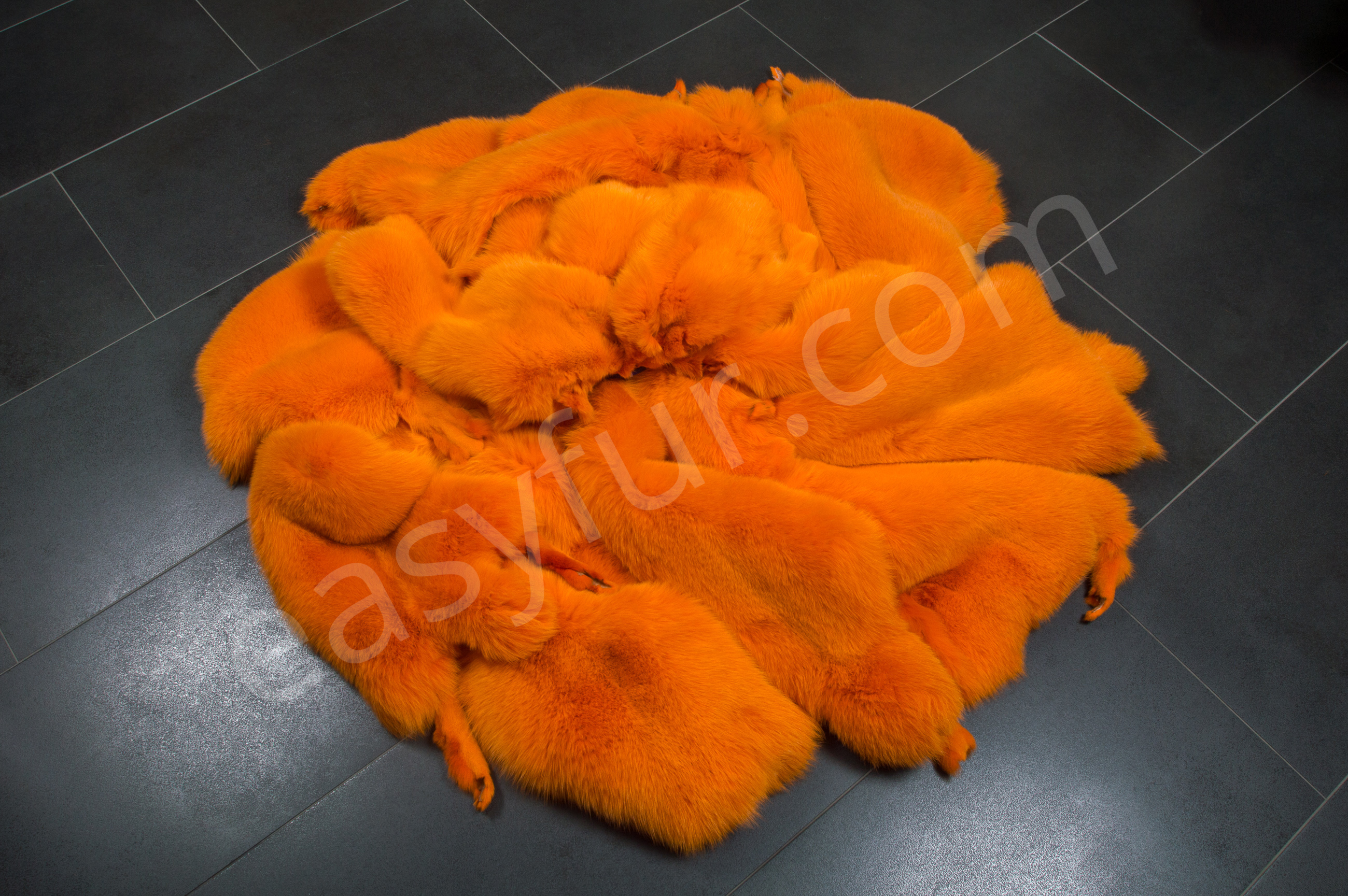 2-1825-Blaufuechse-Apricot-Blue-Foxes-Apricot