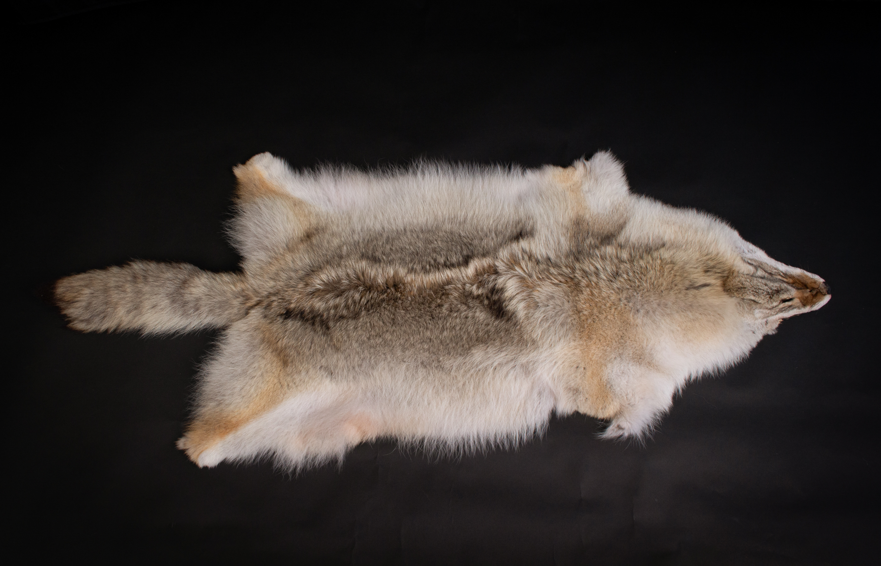 Canadian Coyote Pelt - Grade B