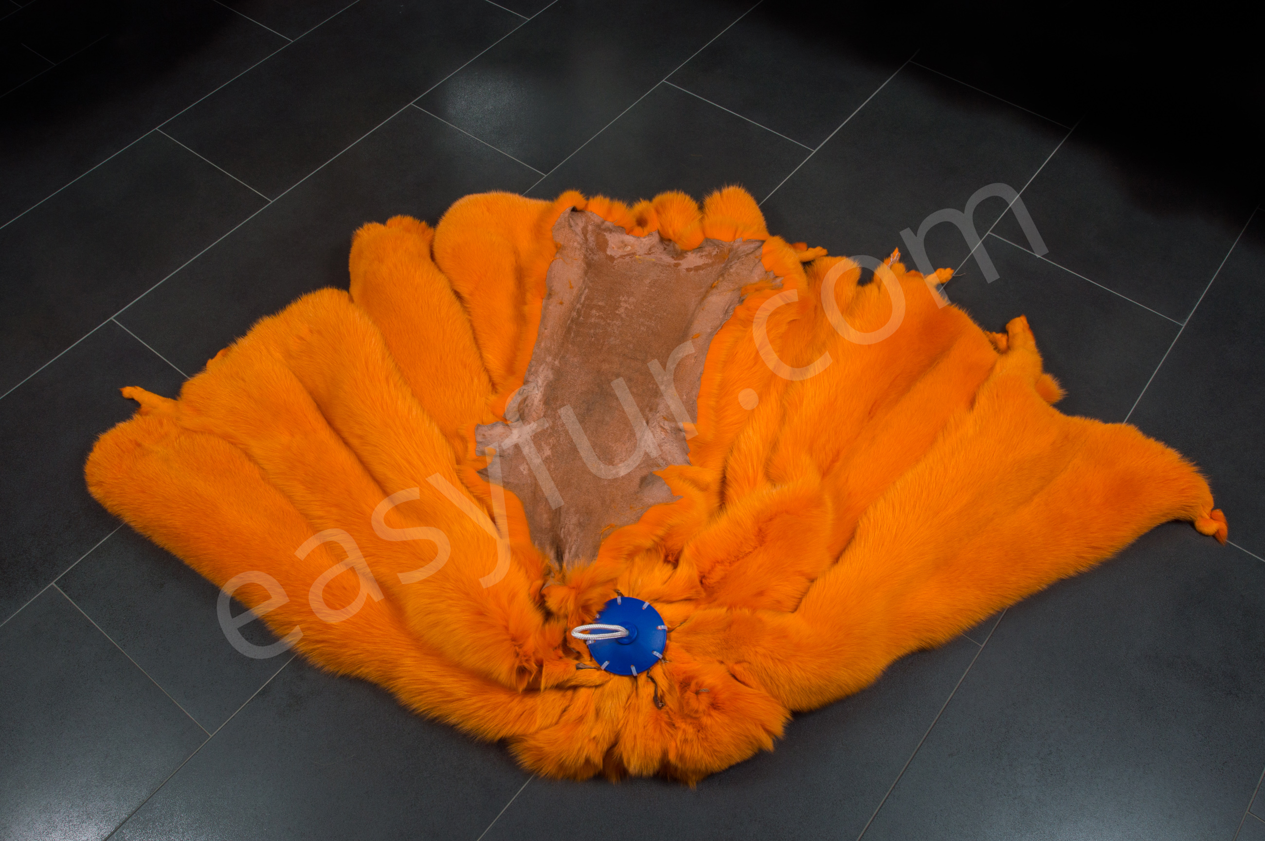 4-1825-Blaufuechse-Apricot-Blue-Foxes-Apricot