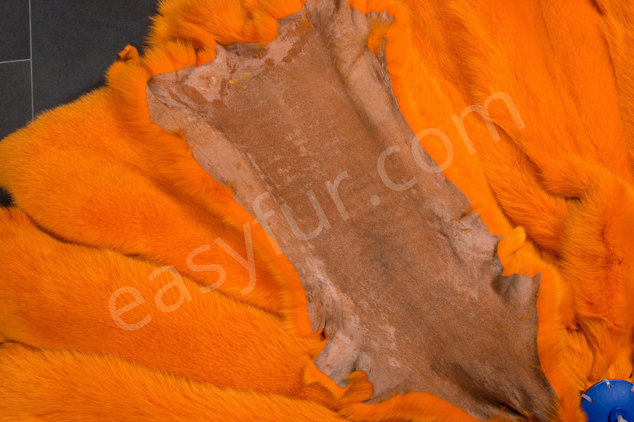 5-1825-Blaufuechse-Apricot-Blue-Foxes-Apricot