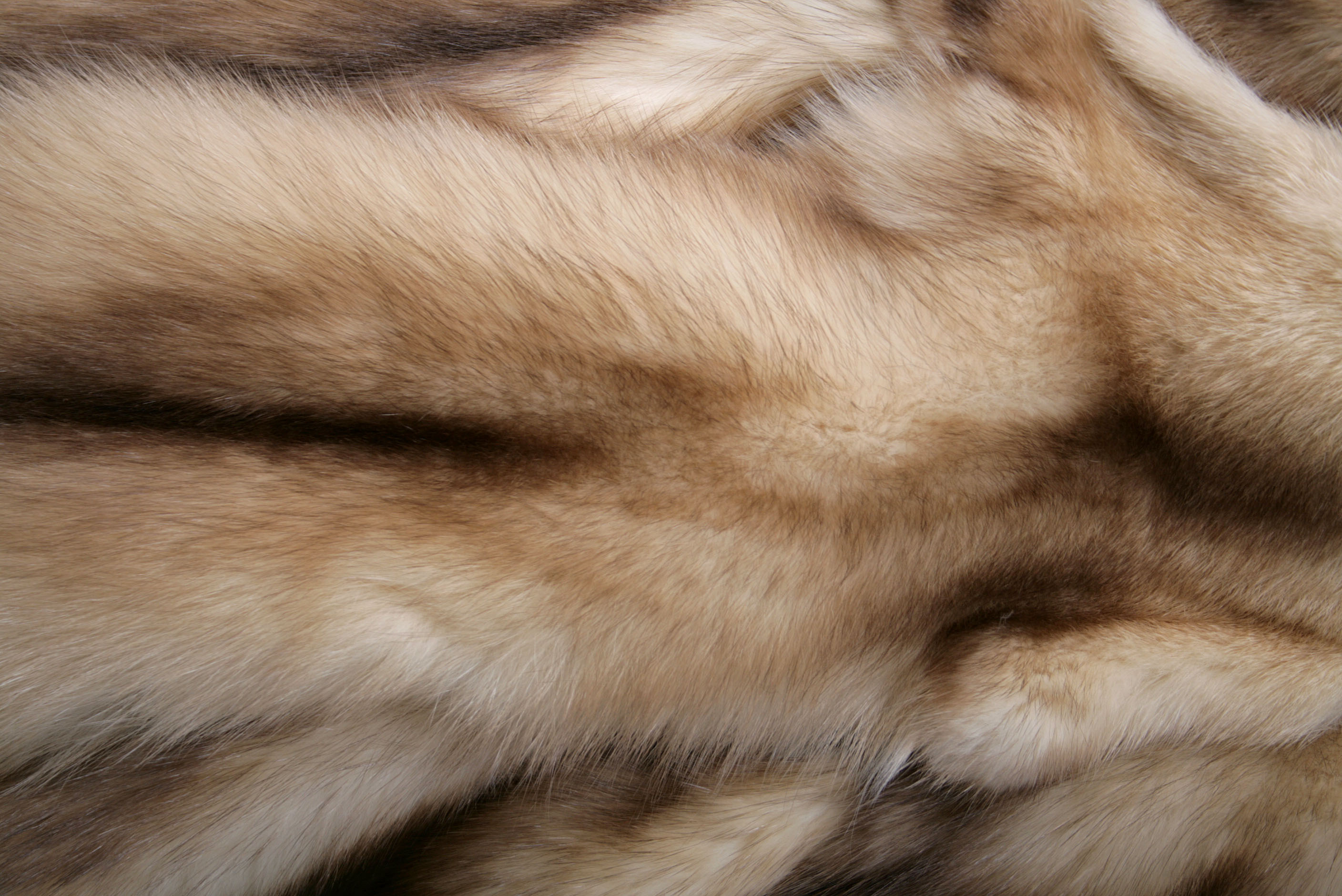 russian-gold-sable-skin-sojuzpushnina-2