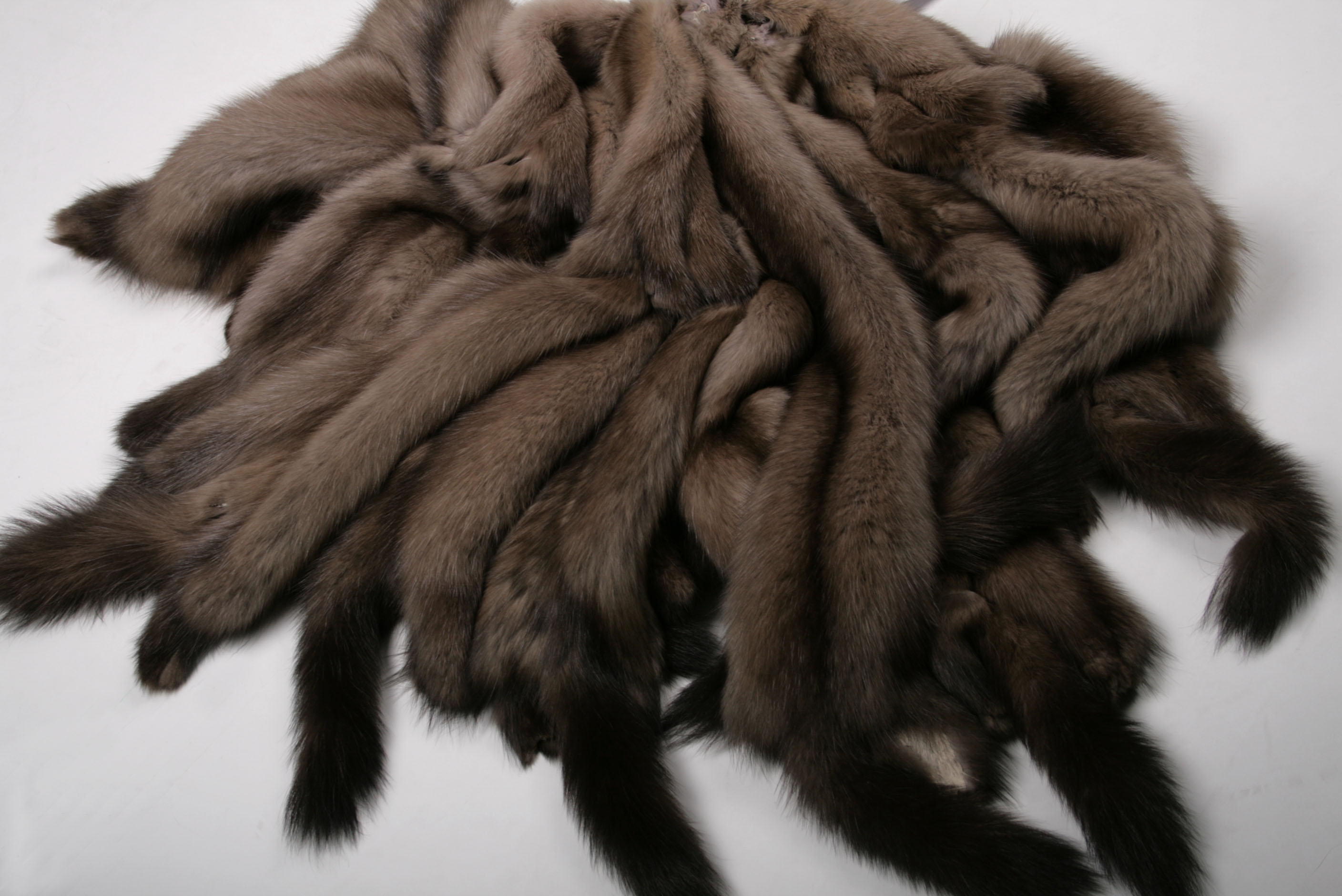 russian-sable-tortora-brown-skins-2