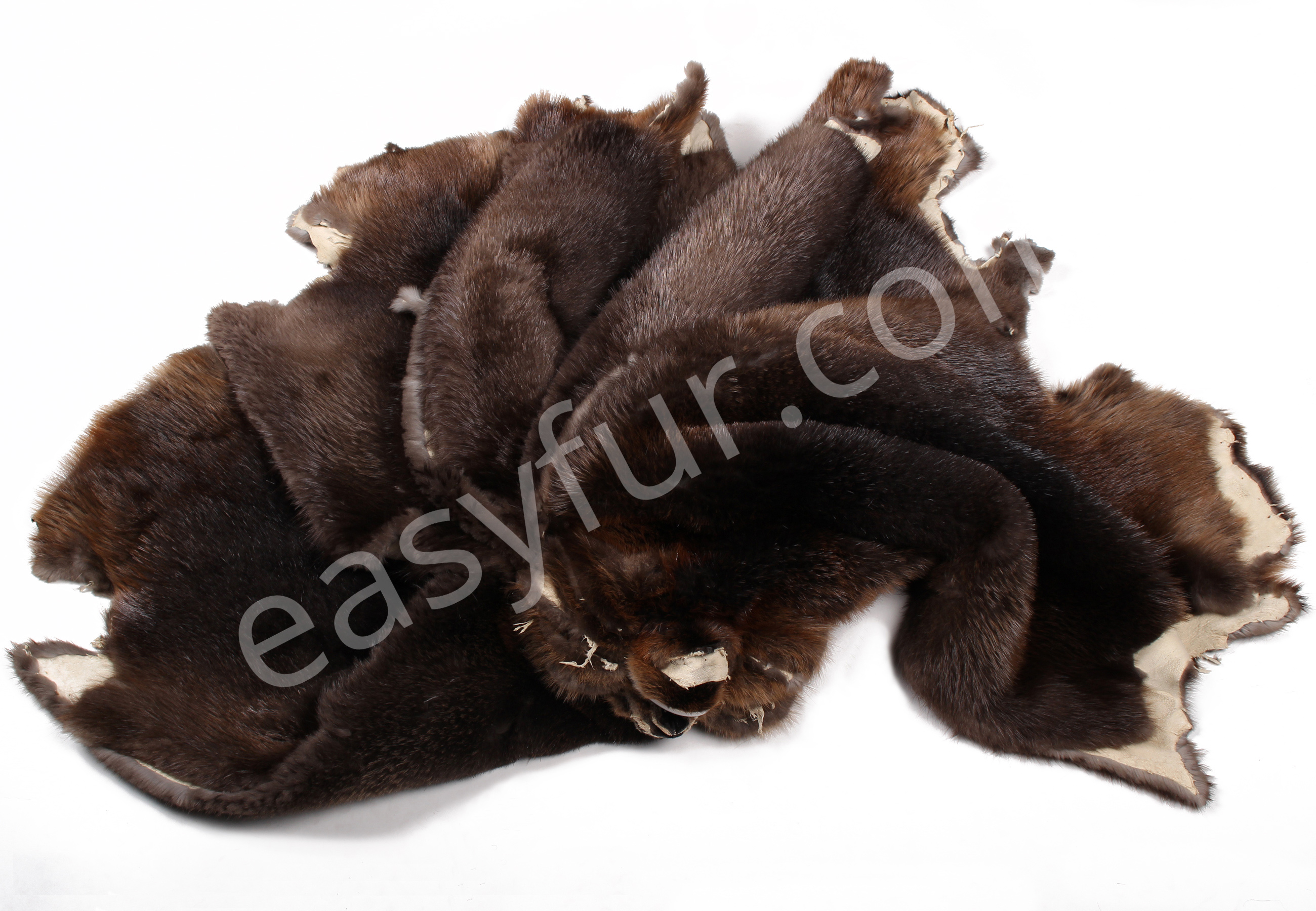 Canadian Beaver Skins (Fur Harvesters)