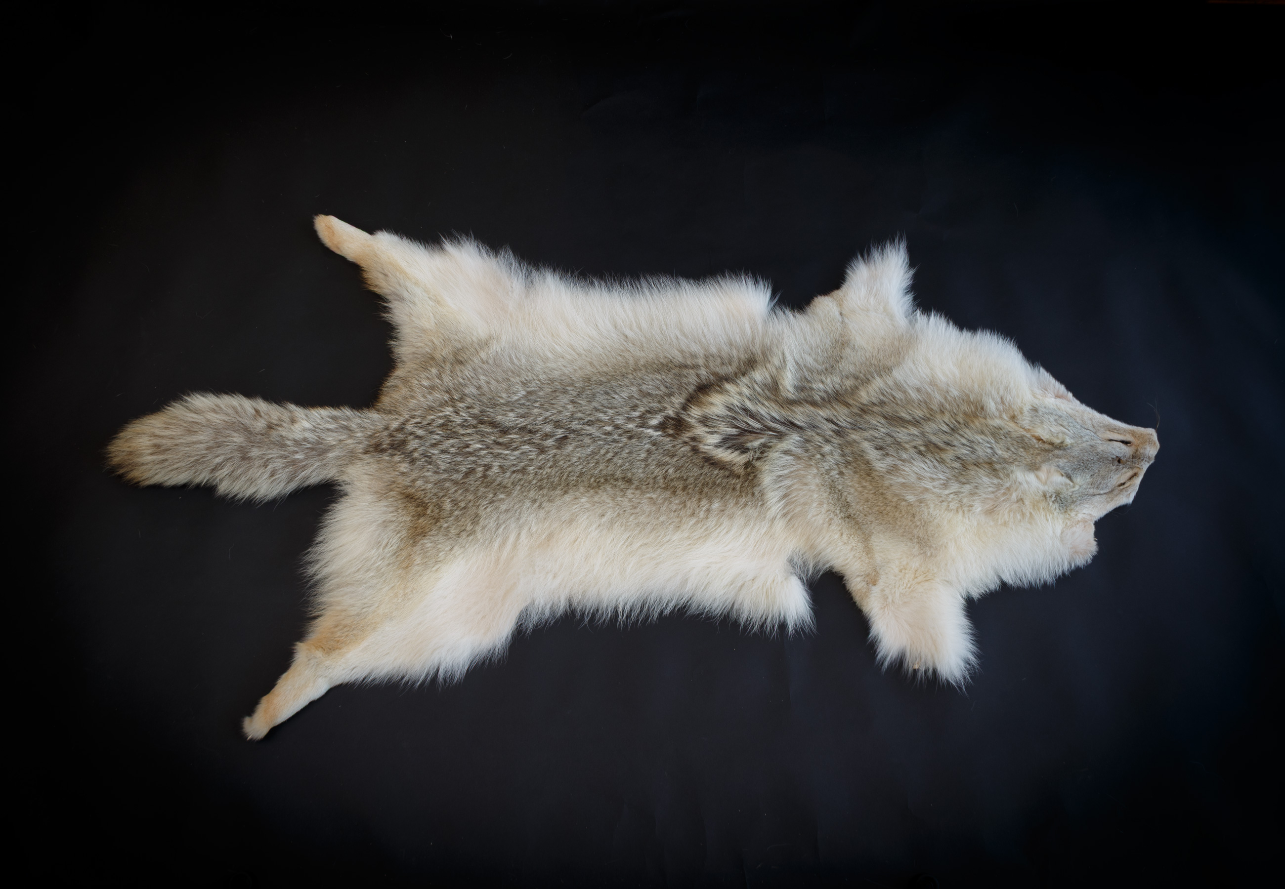 Canadian Coyote Pelt - Grade A Canadian Coyote Pelt - Grade A