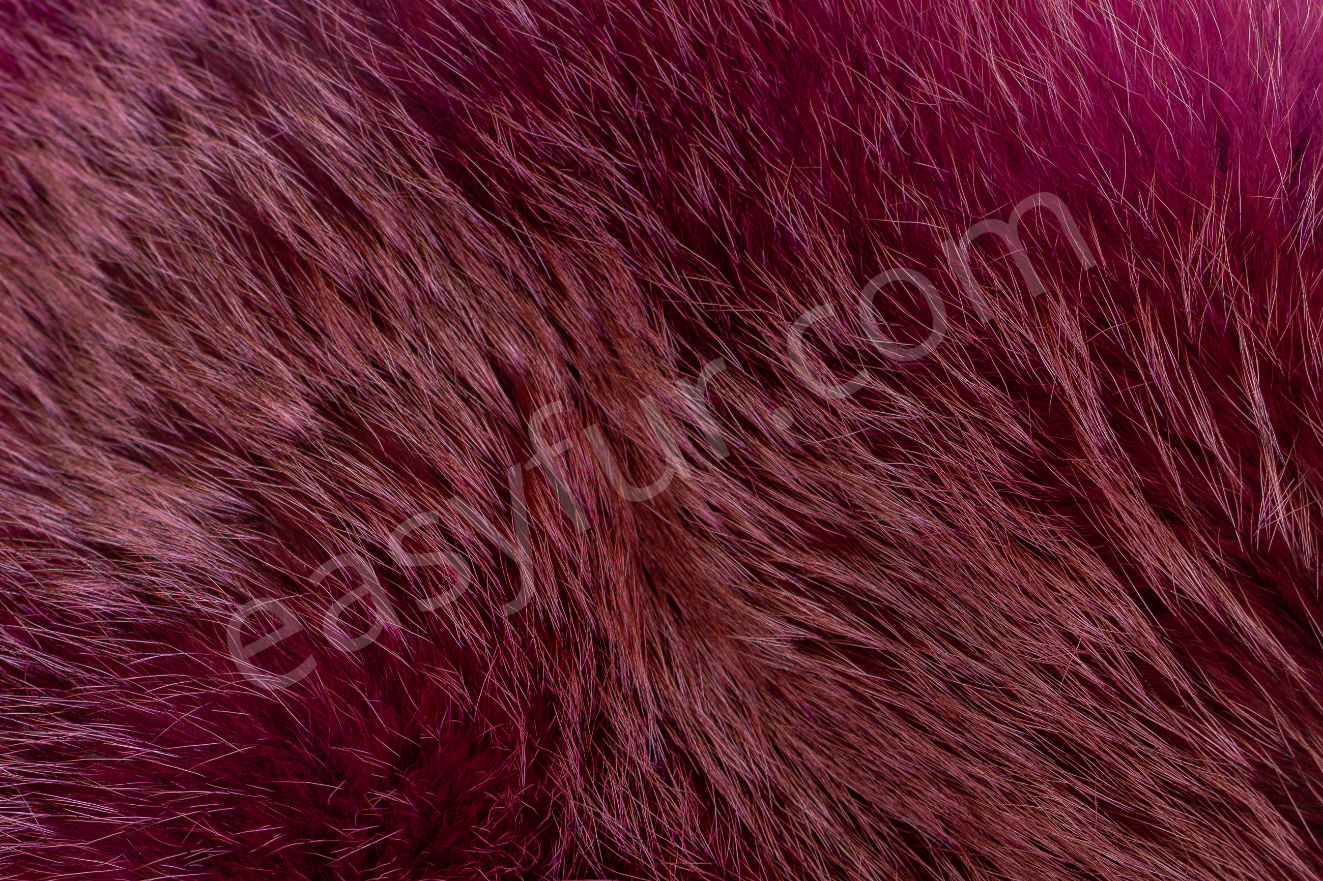 3-6038-Europaeische-Rotfuechse-pink-European-Red-Foxes