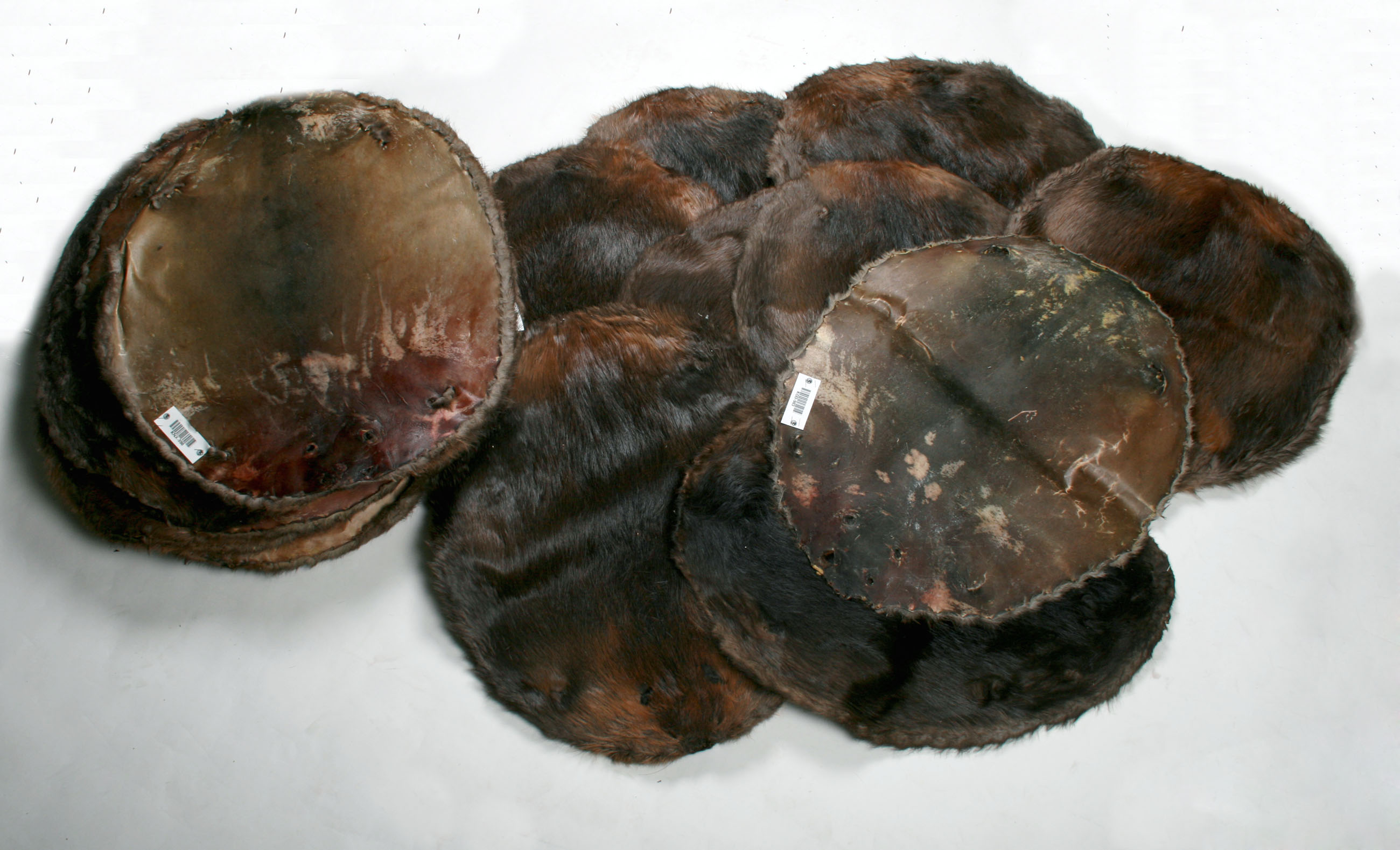 Natural Canadian Beaver Raw Skins - (Fur Harvesters)