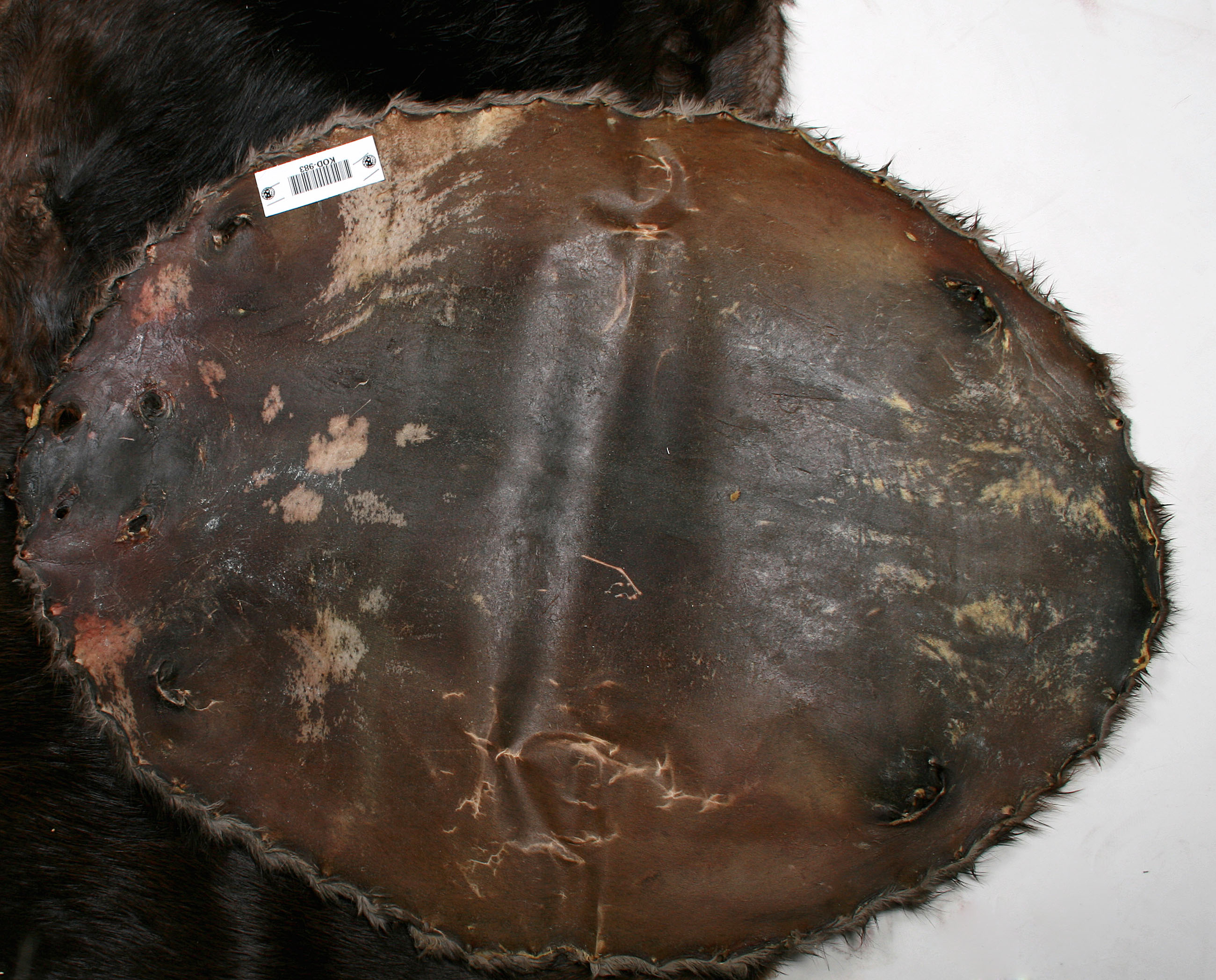 Biber-Rohfelle-raw-skins-beaver-4