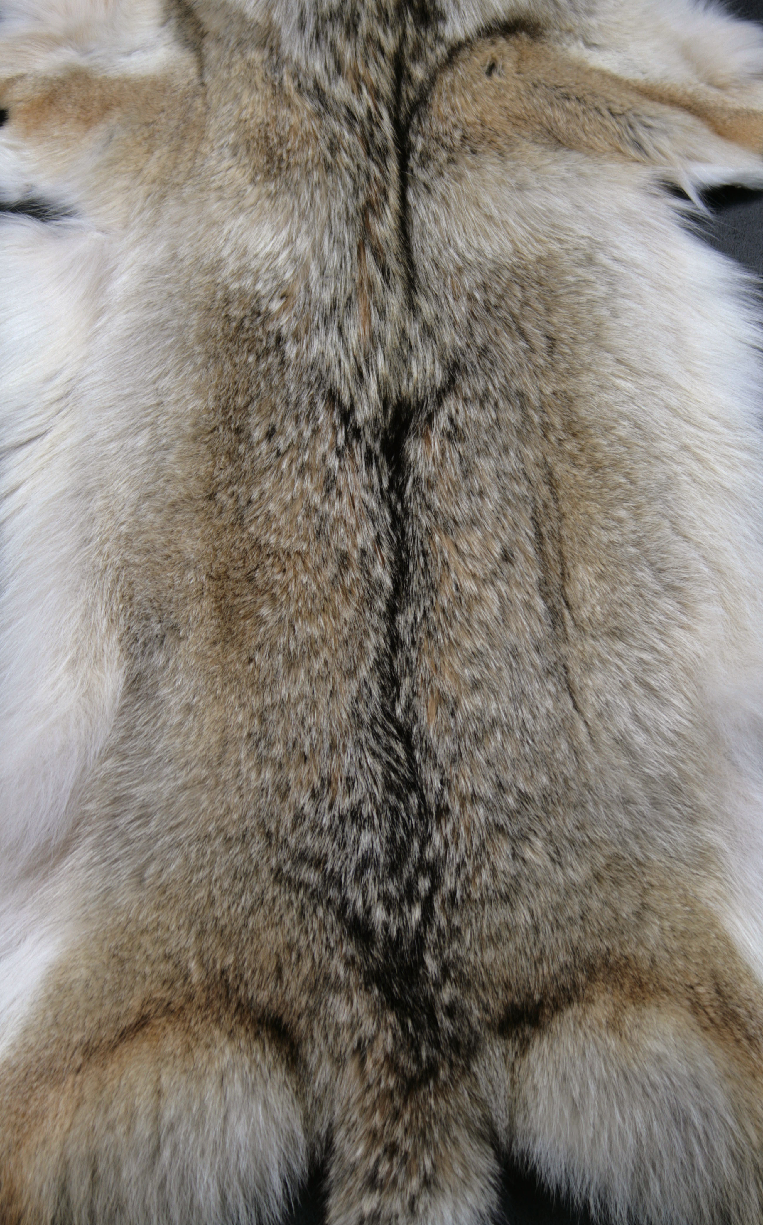 3-canadian-coyotes-skins-from-north-american-fur-auction