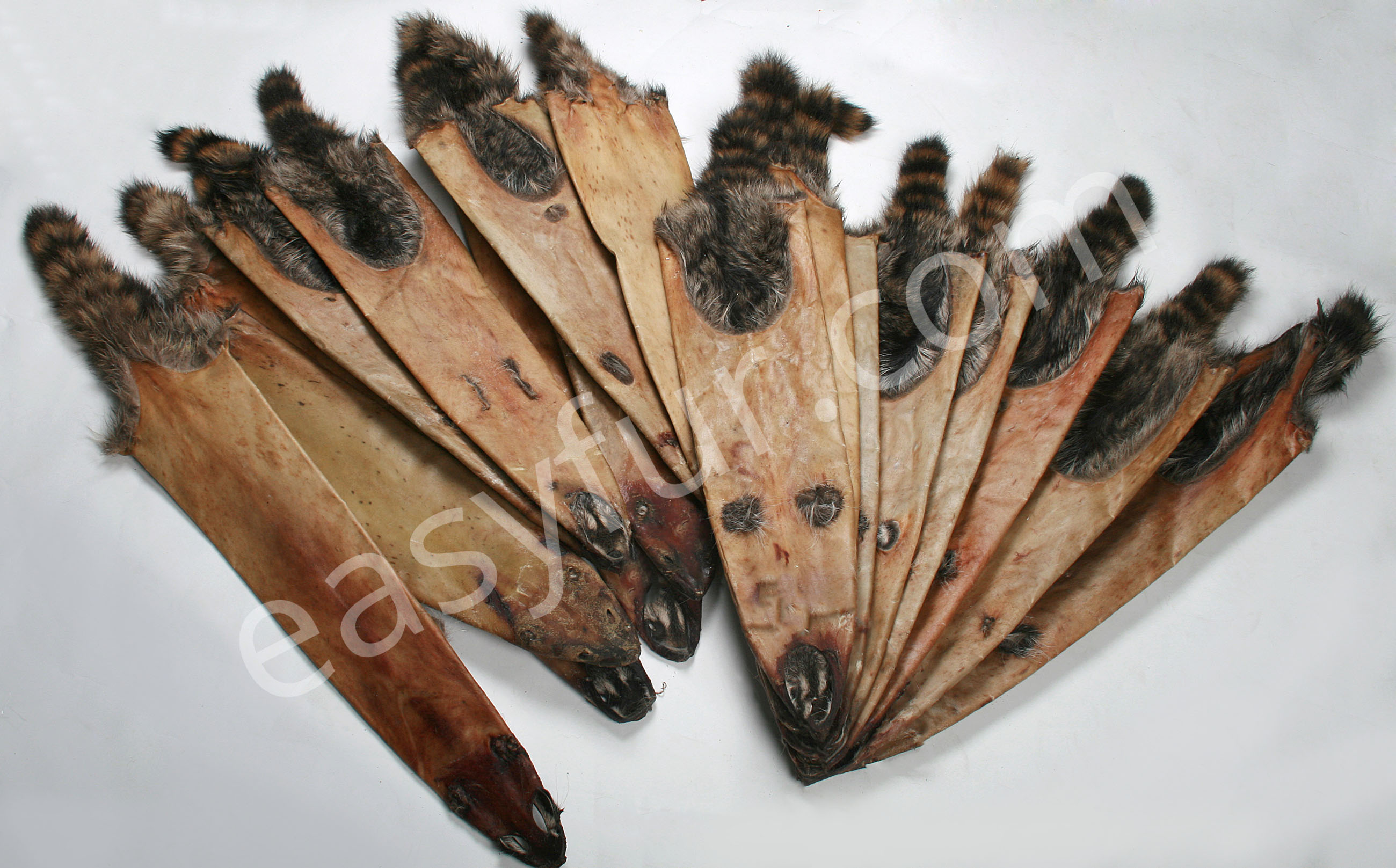 rohfelle-waschbaer-raw-skins-raccoon-3