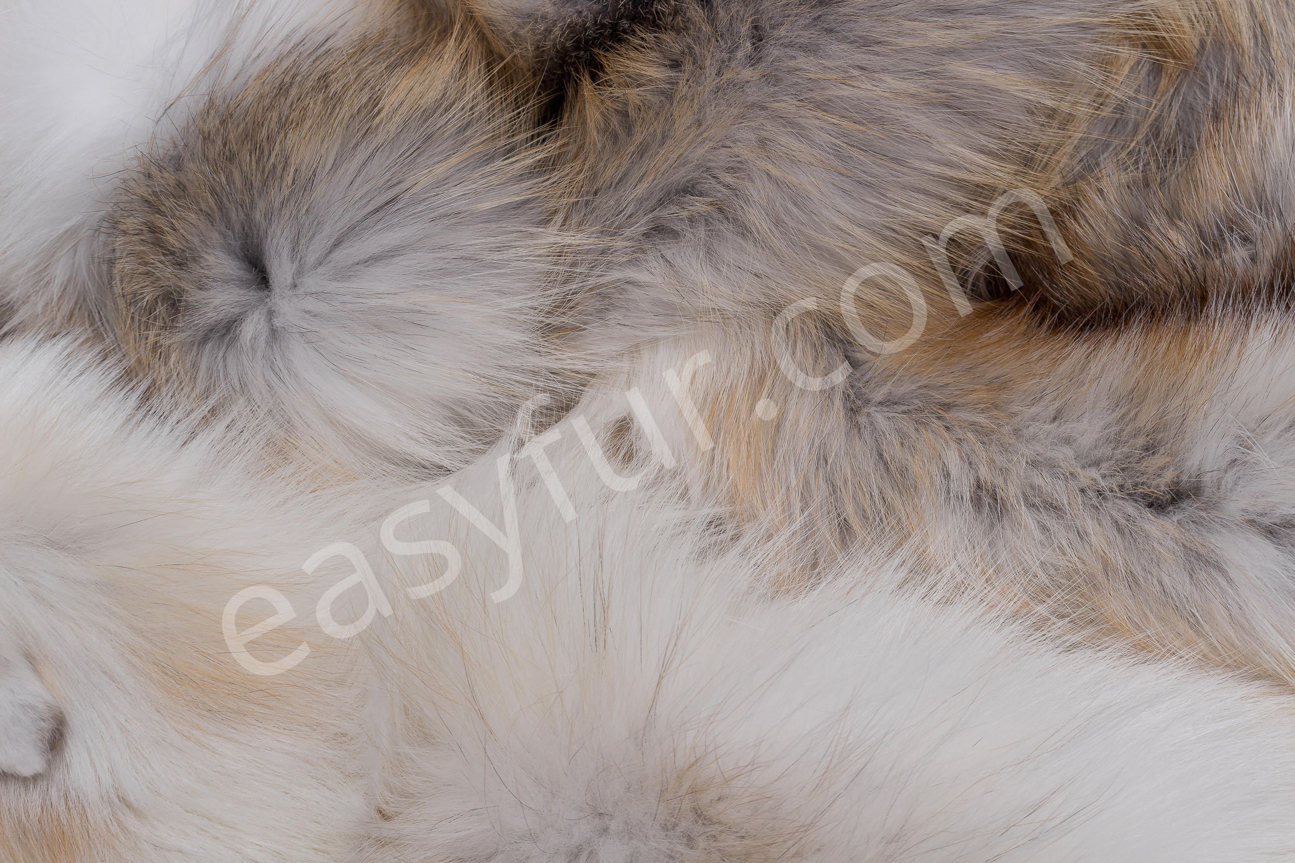 8-1467-Sun-Glo-F-chse-Foxes-mixed