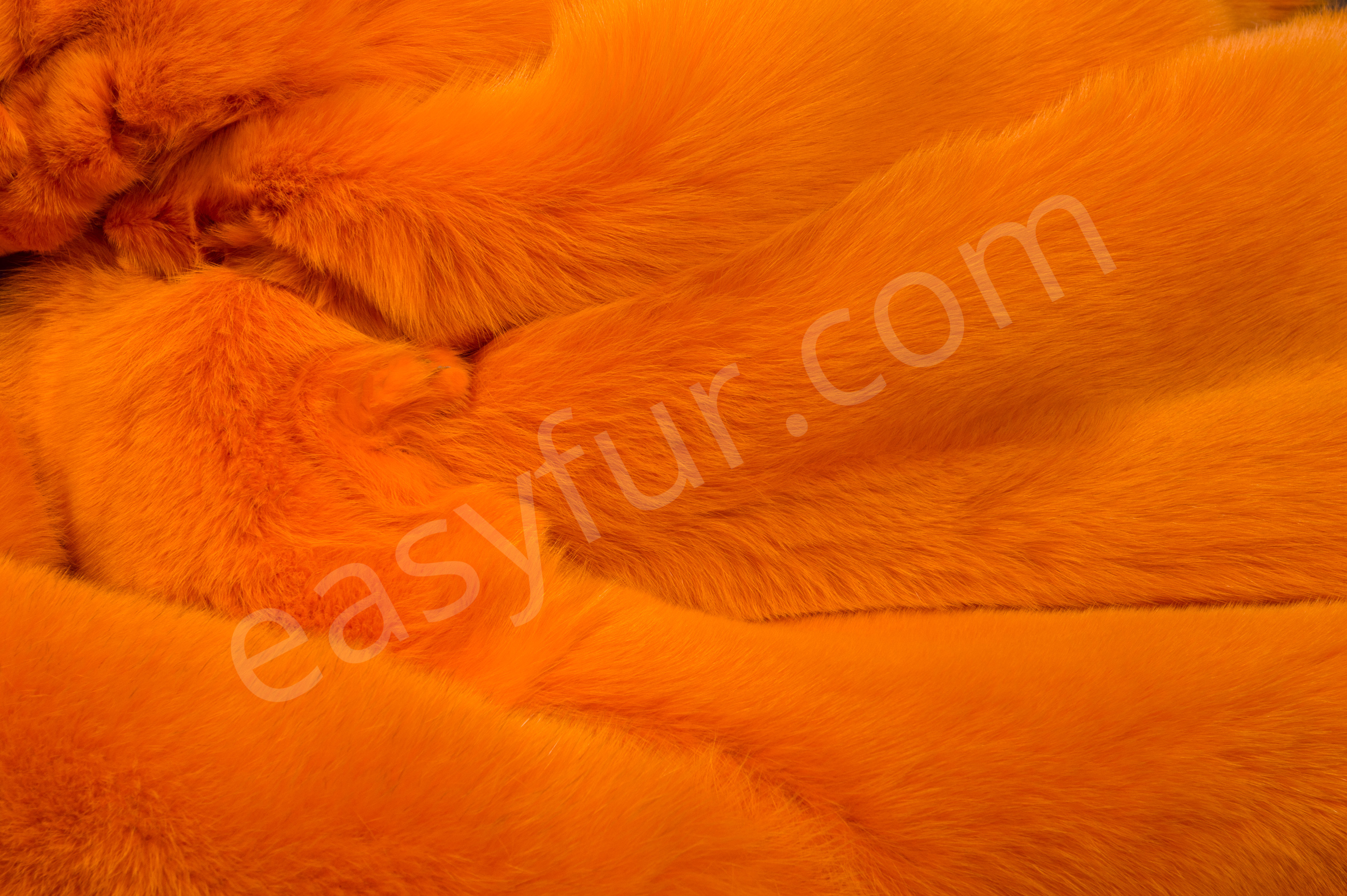 7-1825-Blaufuechse-Apricot-Blue-Foxes-Apricot