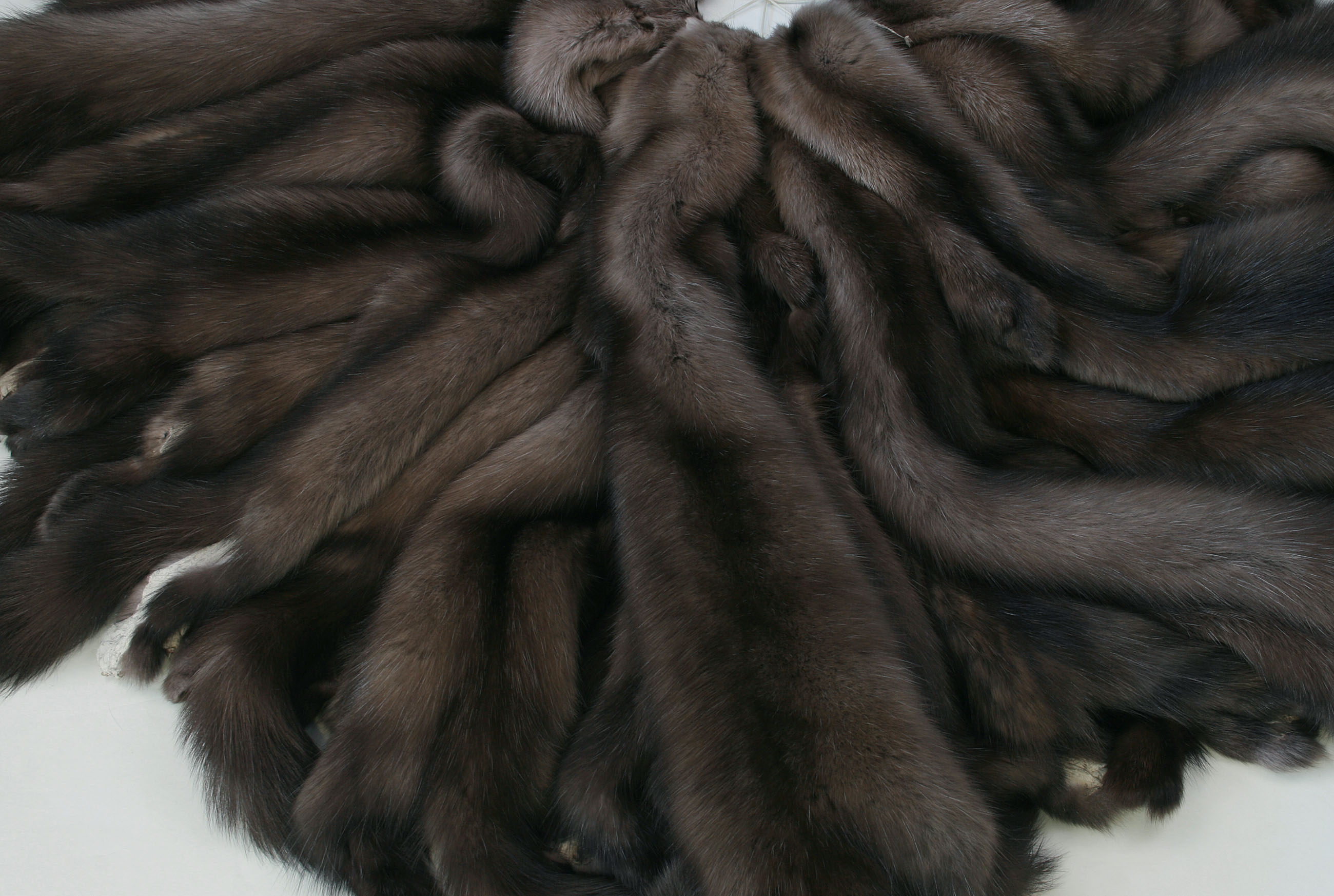 russian-sable-skins-4