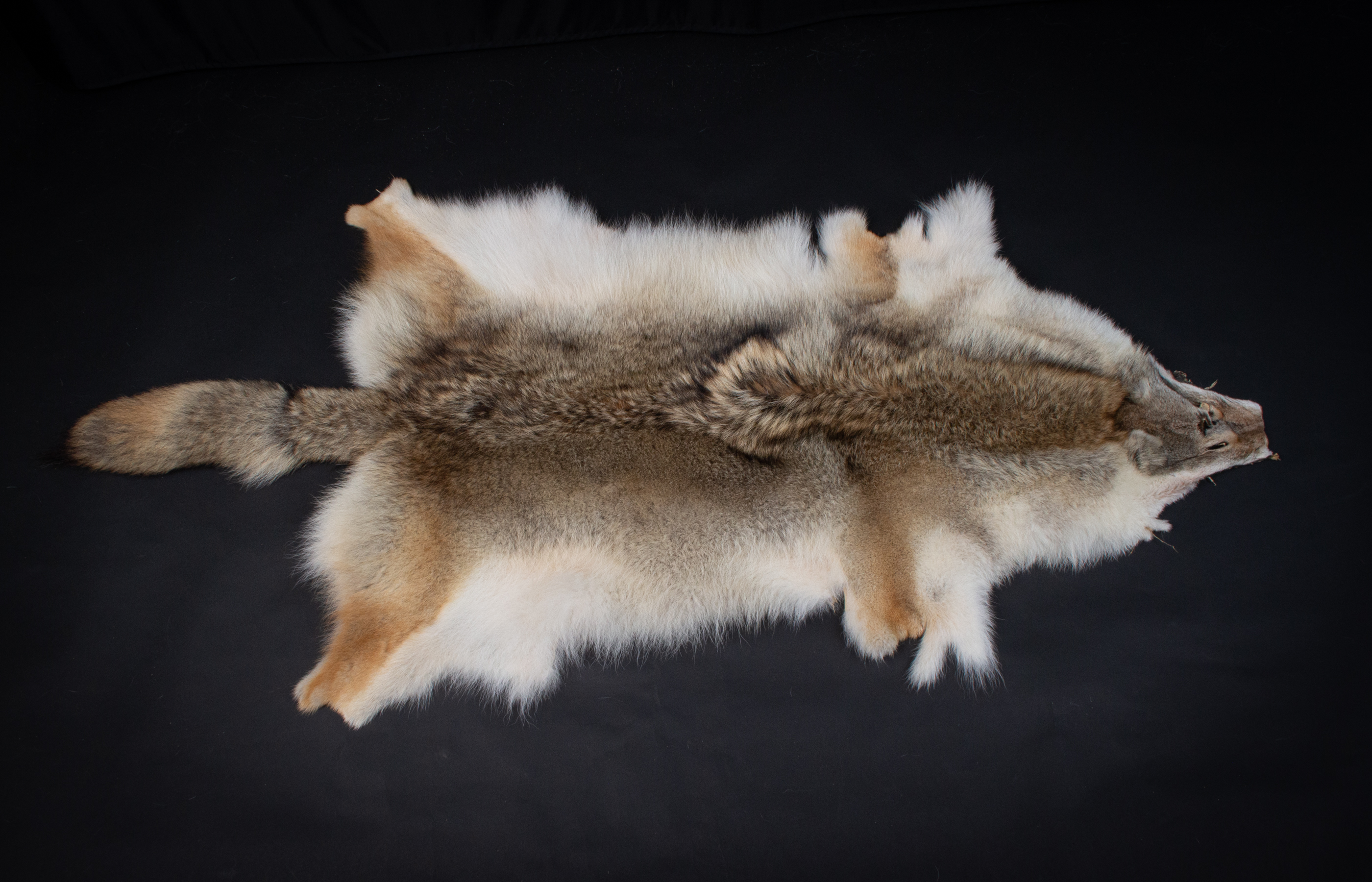 Canadian Coyote Pelt - Premium Grade - Superior Pelt