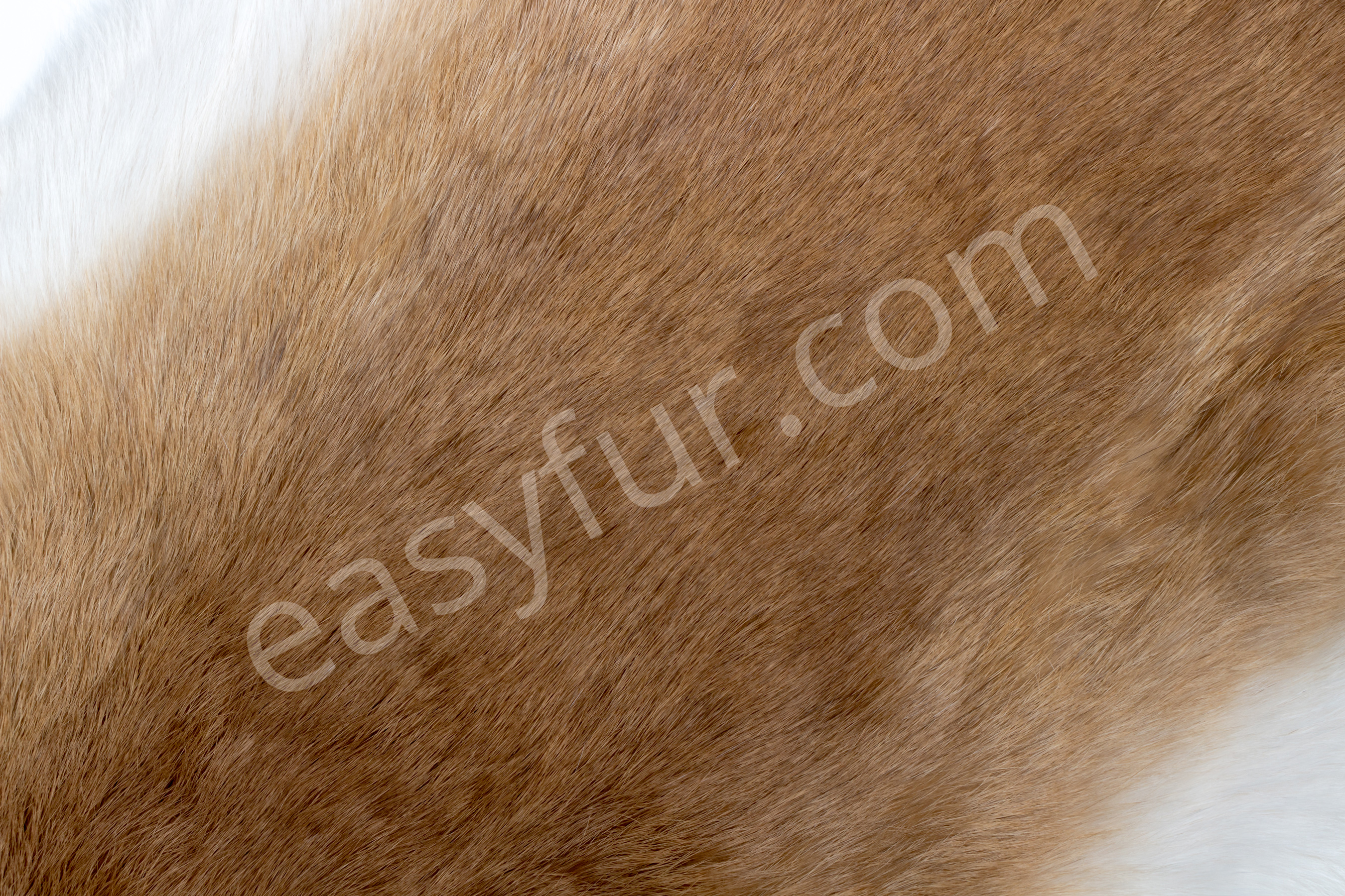 9-1980-Rabbits-Ginger-Kaninchen-Felle