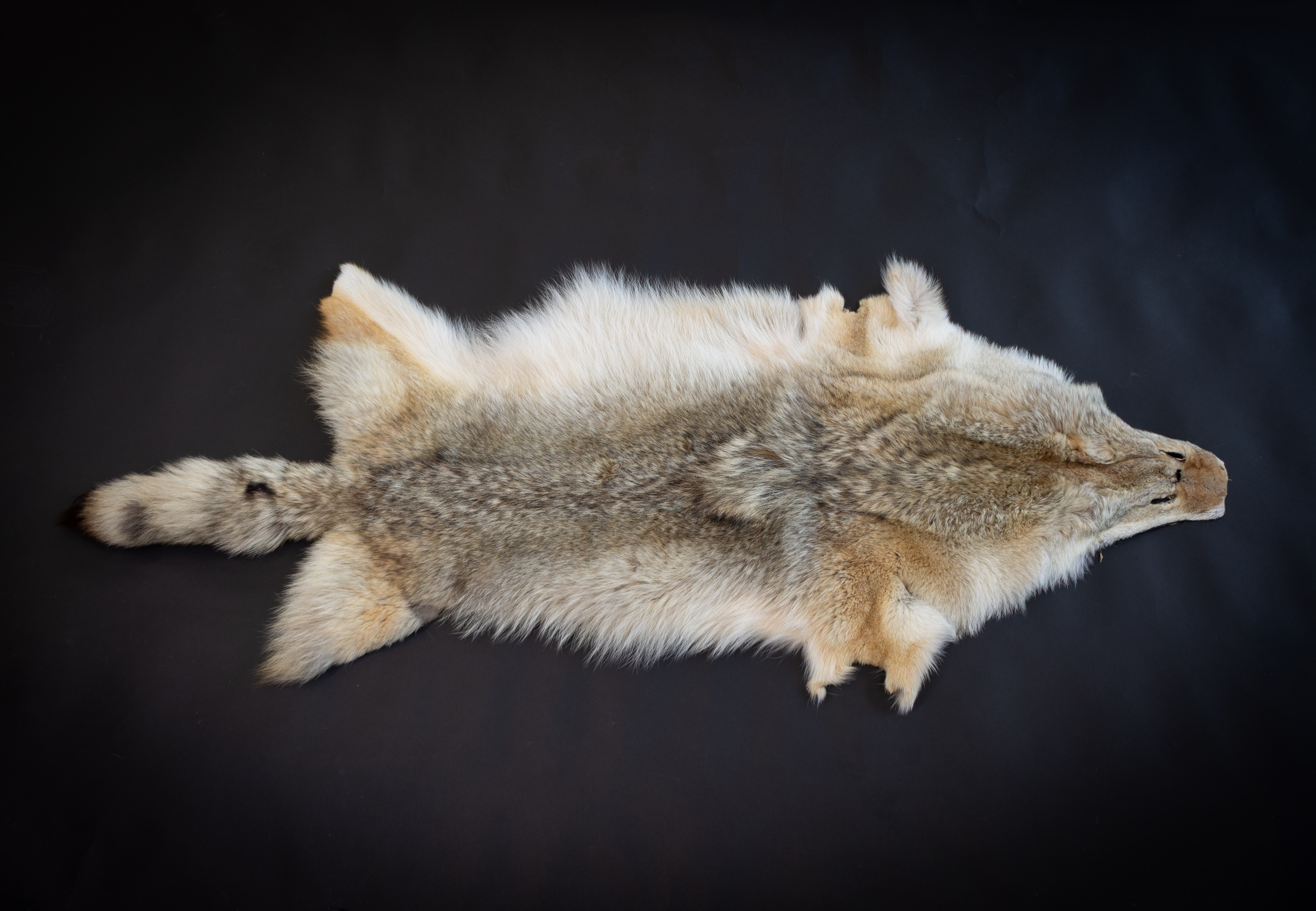 Real Canadian Coyote Pelt