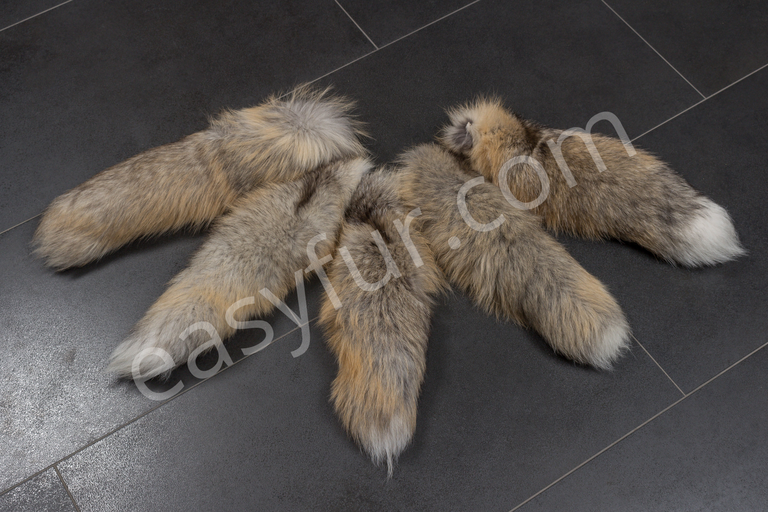 2-5746-Golden-Island-Fuchsschweife-Fox-Tails7MXl0Xo1zT807 Golden Island Fuchsschweife