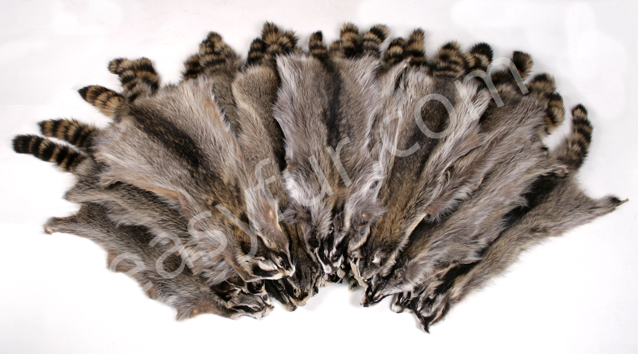 Canadian Raccoon Skins (Fur Harvesters)